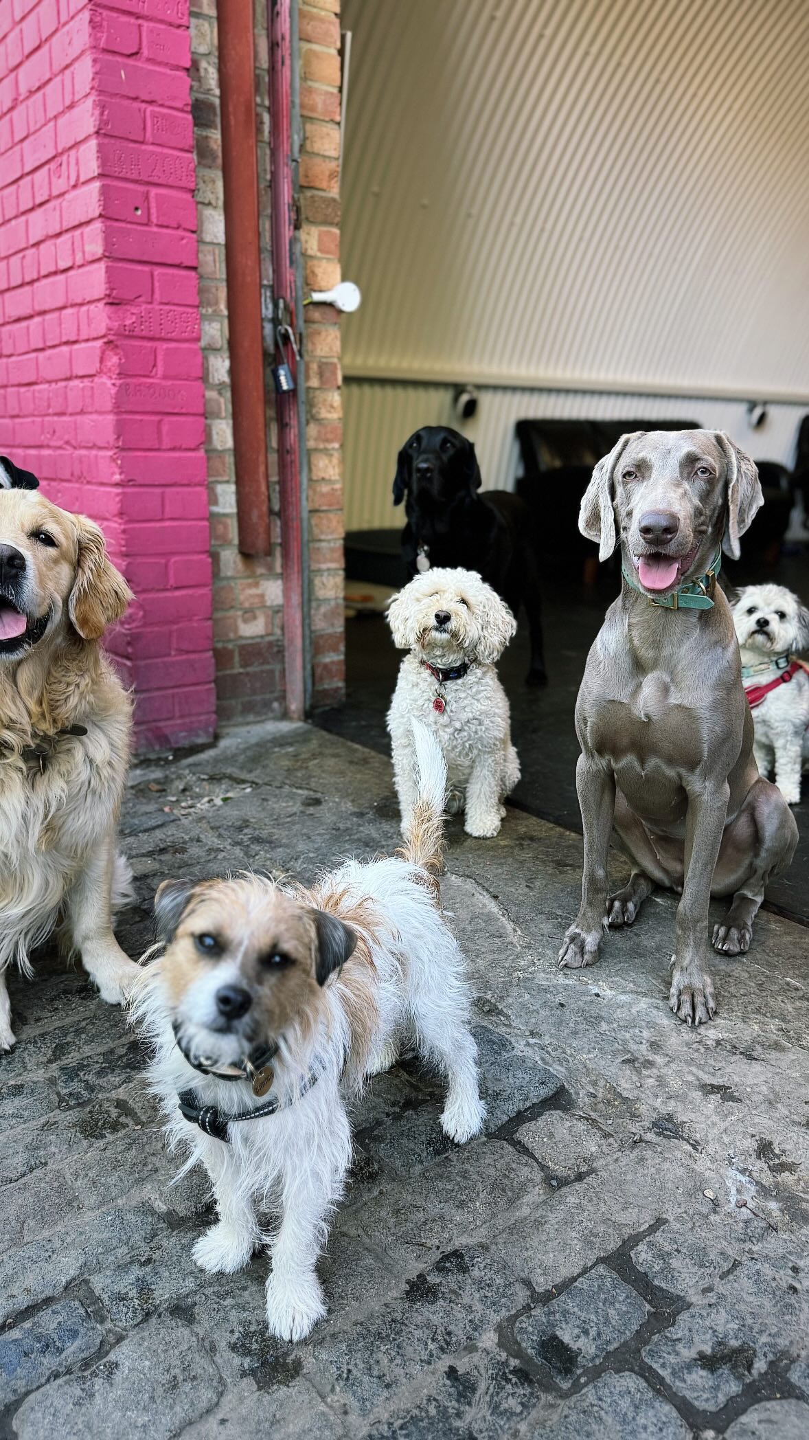 Squishys stick together 🖤🎄
#bostonterrier
#frenchbulldog
#chihuahua
#flatfacecrew
#dogfriends