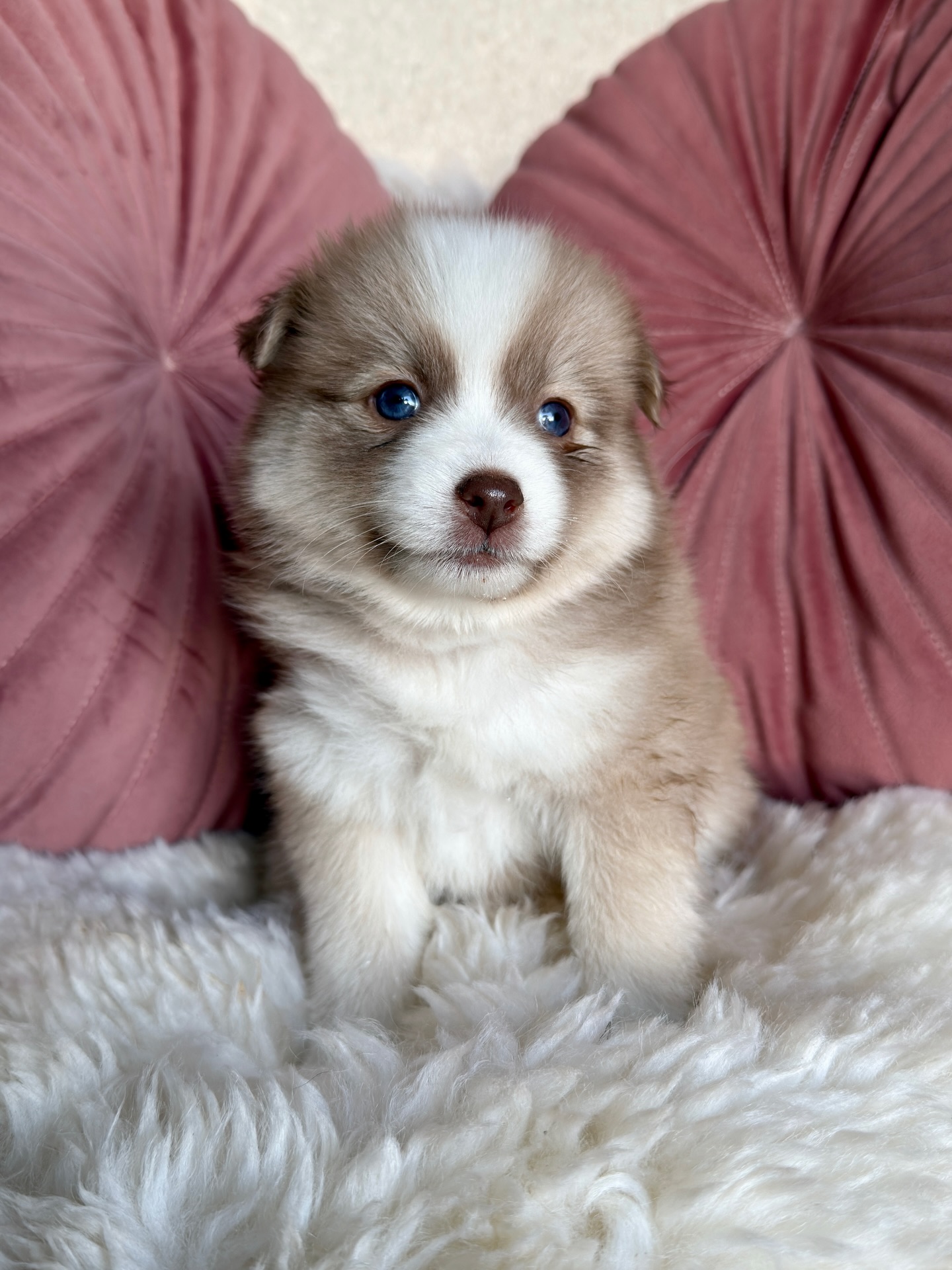 Haaalloo meine liebe Mami🐾🤍
ich wollte dir nur kurz sagen: Heute war mein Shooting… und ich war gaaaanz brav 😇✨
Ich hab mich ganz ruhig hingesetzt und einfach nur lieb geguckt…mit meinem aller-süßesten Blick nur für dich 🥰
Vanessa konnte mich von jeder Seite fotografieren, weil ich so schön still gehalten hab… wie ein kleines Modellchen 📸 #pomsky #pomskypuppy #pomskyvanessa #puppy #pomskydeutschland
