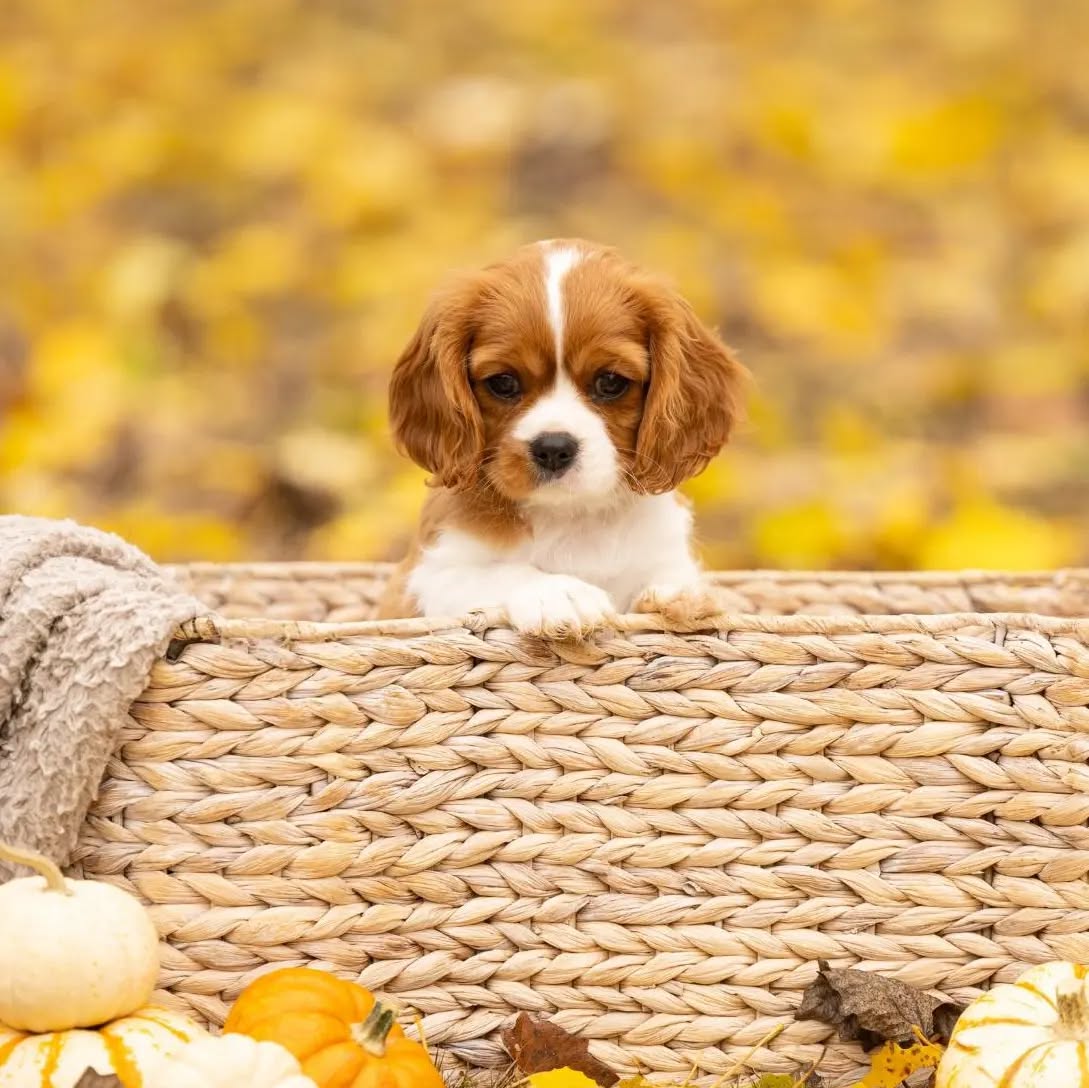 I'm out of town for work so here's a puppy picture of Molly 🥰