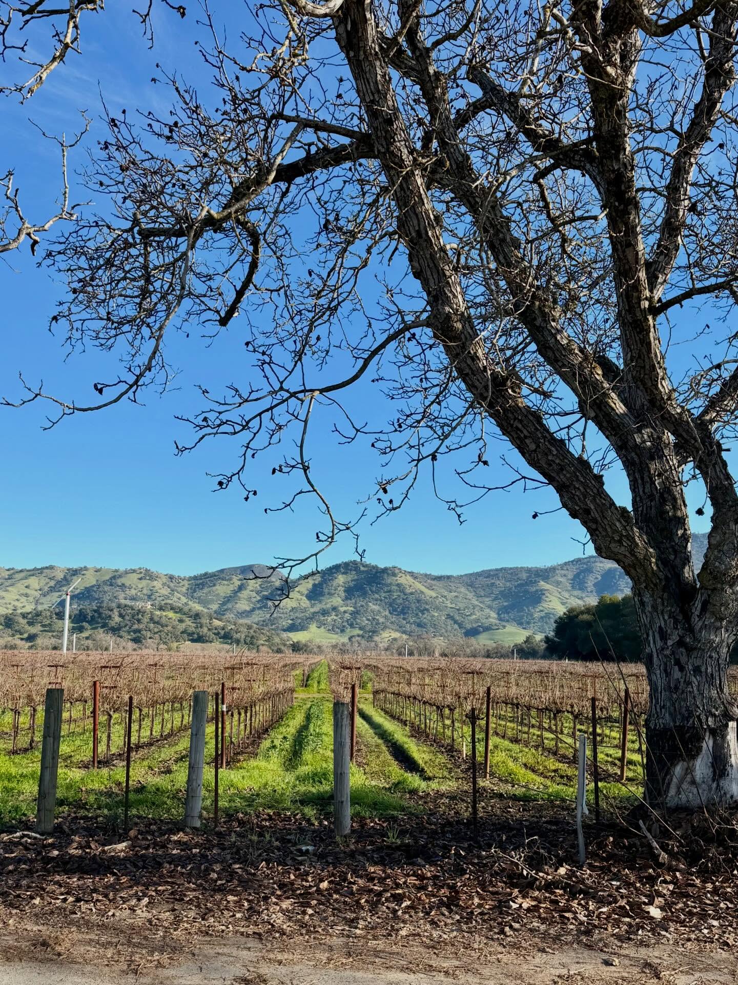 California vineyards, winter edition 🤍 Resting vines. Warm sun. Pure beauty. 🥂🍇
#vinesofnapa #winter #vineyardviews #visitnapavalley #napavinepass