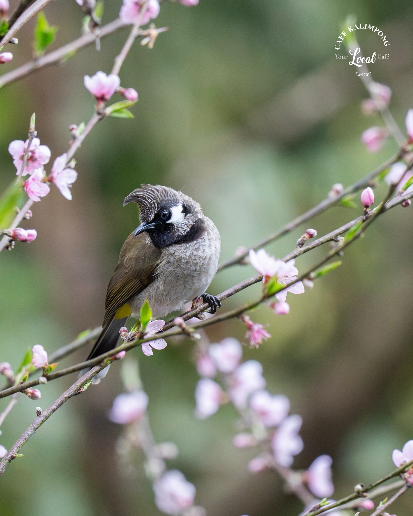 Happy weekend everyone!
Himalayan bulbul aka JURELY enjoying spring on a blooming peach tree.