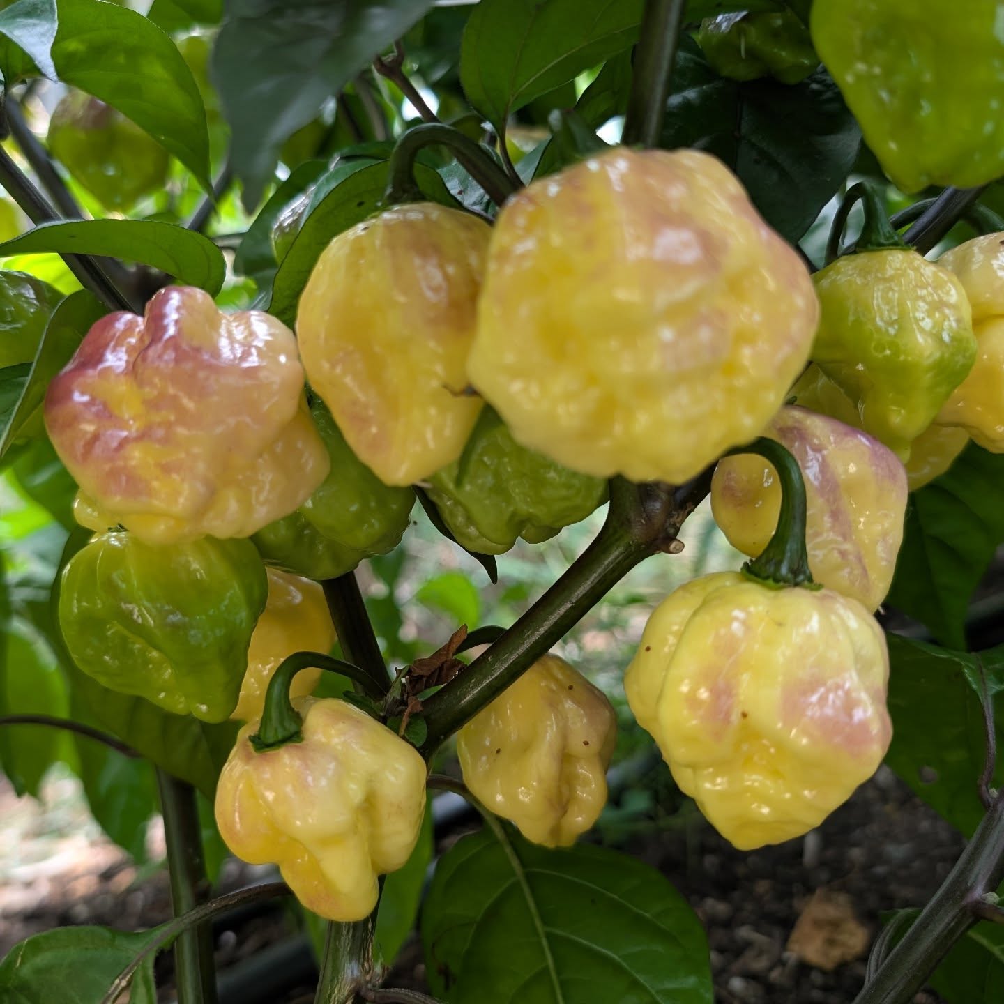 Use FREESHIPPING on orders over $20 🤘
•
•
•
#PDXPeppers #ThePepperNursery #PDX #Peppers