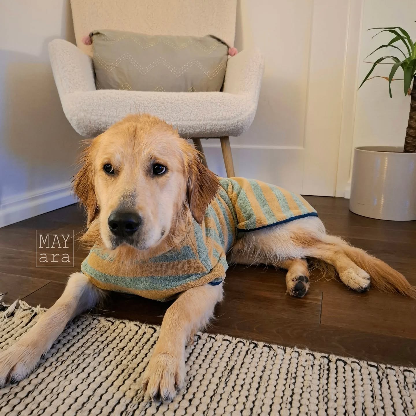 🐶 Hundebademantel 🐶
Ich muss mich korrigieren! Kleinkinder zu fotografieren sind ein Spatziergang. Hunde sind echt next Level.
Heute konnte ich mit hilfe meiner Tochter @kim.08.kim ein paar Fotos von Blu, in seinem Bademantel von @pech_und_schwefel, für euch machen.
Er findets mässig cool, ich dafür umso mehr.
..und unser Parkett dankt es mir auch!!
Den tollen Frotteestoff gibt es bei @kreando.ch
#pechundschwefel
#pechundschwefelhundebadematel #kreando
#nähenmitfrottee
#ateliermayara