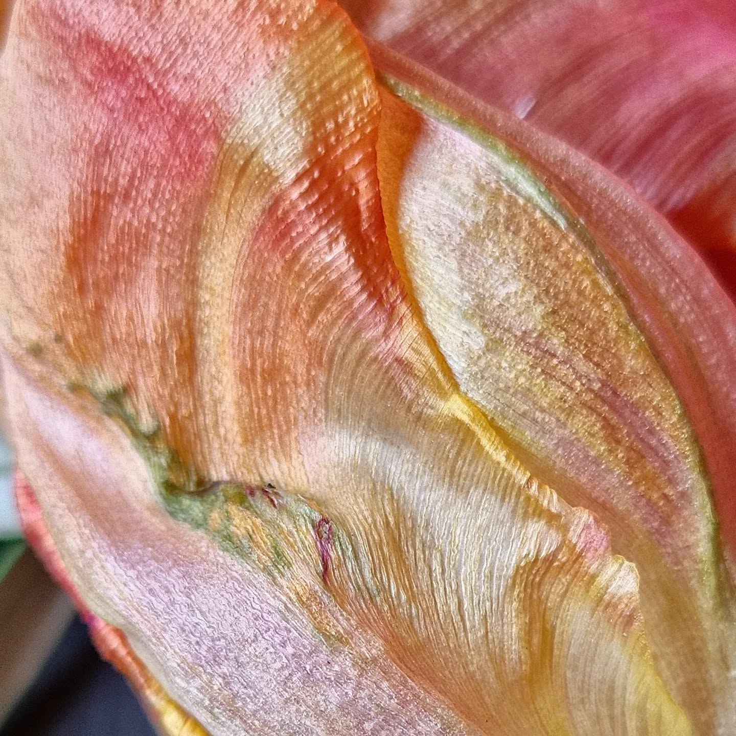 Tulppaani on yksi kauneimmista
#tulipa #flowerlover