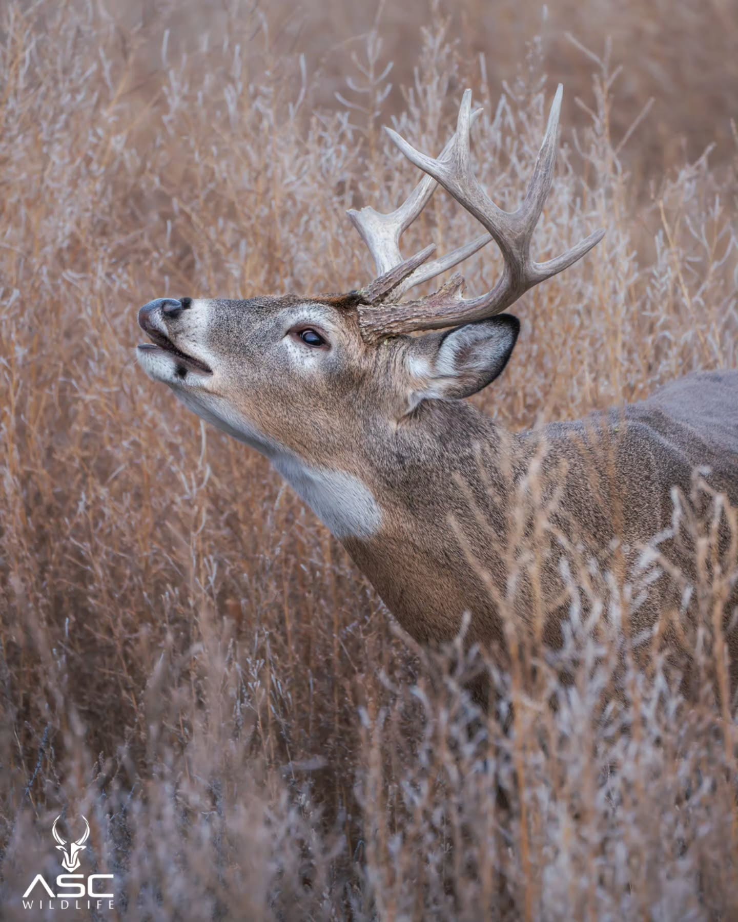 Here's a mature buck in tall grass doing a lip curl or Flehmen response which sends sent info through the Jacobson's organ in the roof of the mouth.. This lets him know if the doe he is pursuing is ready to mate. Fun to watch them work!
Photography by @ascwildlife
Thanks for being here 🙏
.
.
.
#wildlifephotography #deer #buck #whitetail #rut