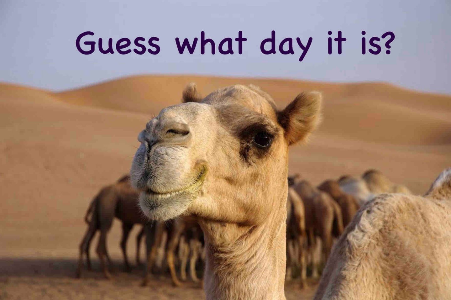 Hey! Guess what day it is?!
No…. not hump day! well.. actually yeah… but its also the first day of CF awareness month!!!!
Let’s hear why CF month is important to each of you!
#CFSpouse #ProjectCFSpouse #CysticFibrosis #CFAwareness #CysticFibrosisAwareness #CFAwarenessMonth #CysticFibrosisAwarenessMonth