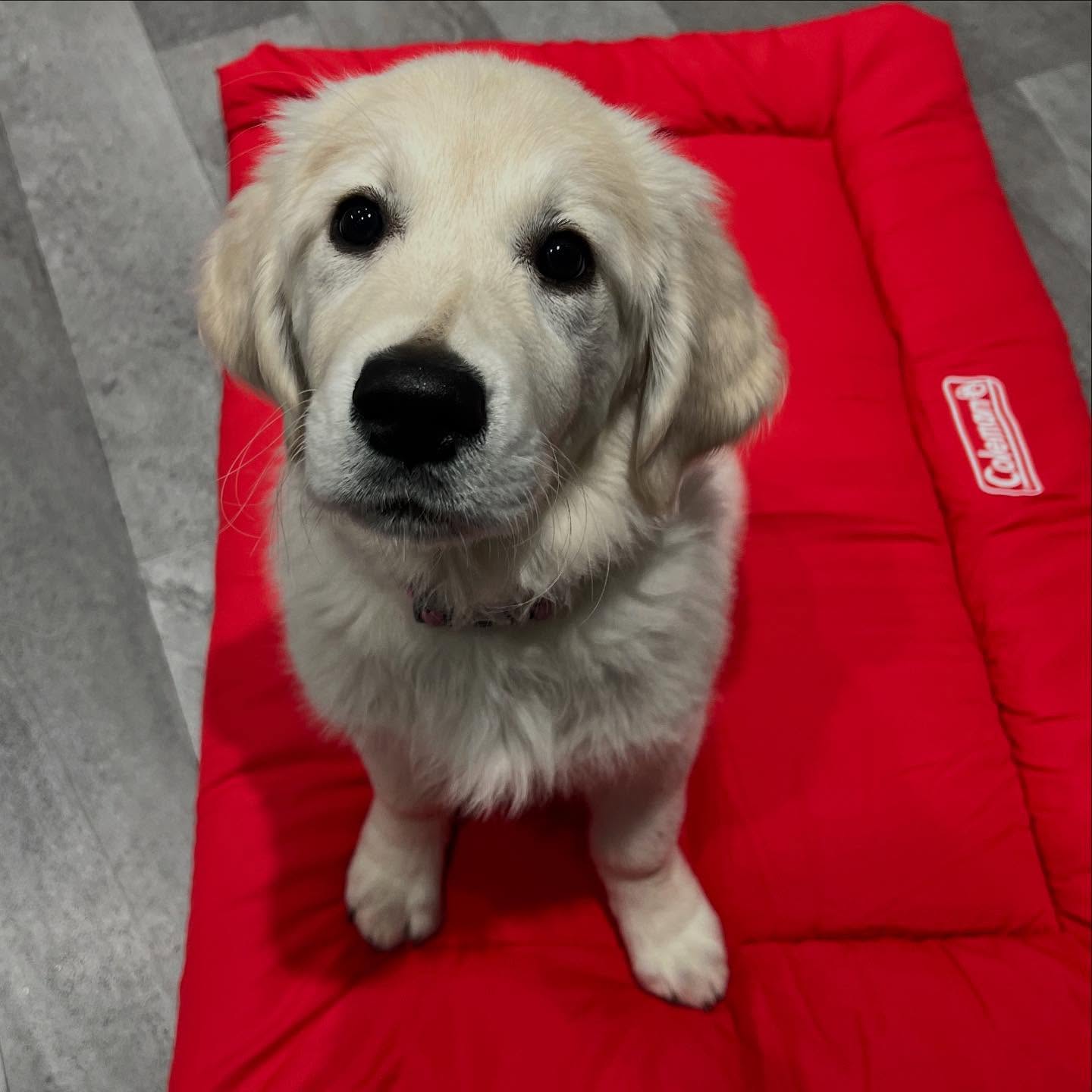 Had a breakthrough in training today with my client while shaping the ‘down’ cue! We were expecting too much too soon, but once we celebrated the ‘almost down’ and reinforced that, things clicked. After a few more reps, we had a solid ‘down’! Remember accepting less can actually lead to more and quicker progress.