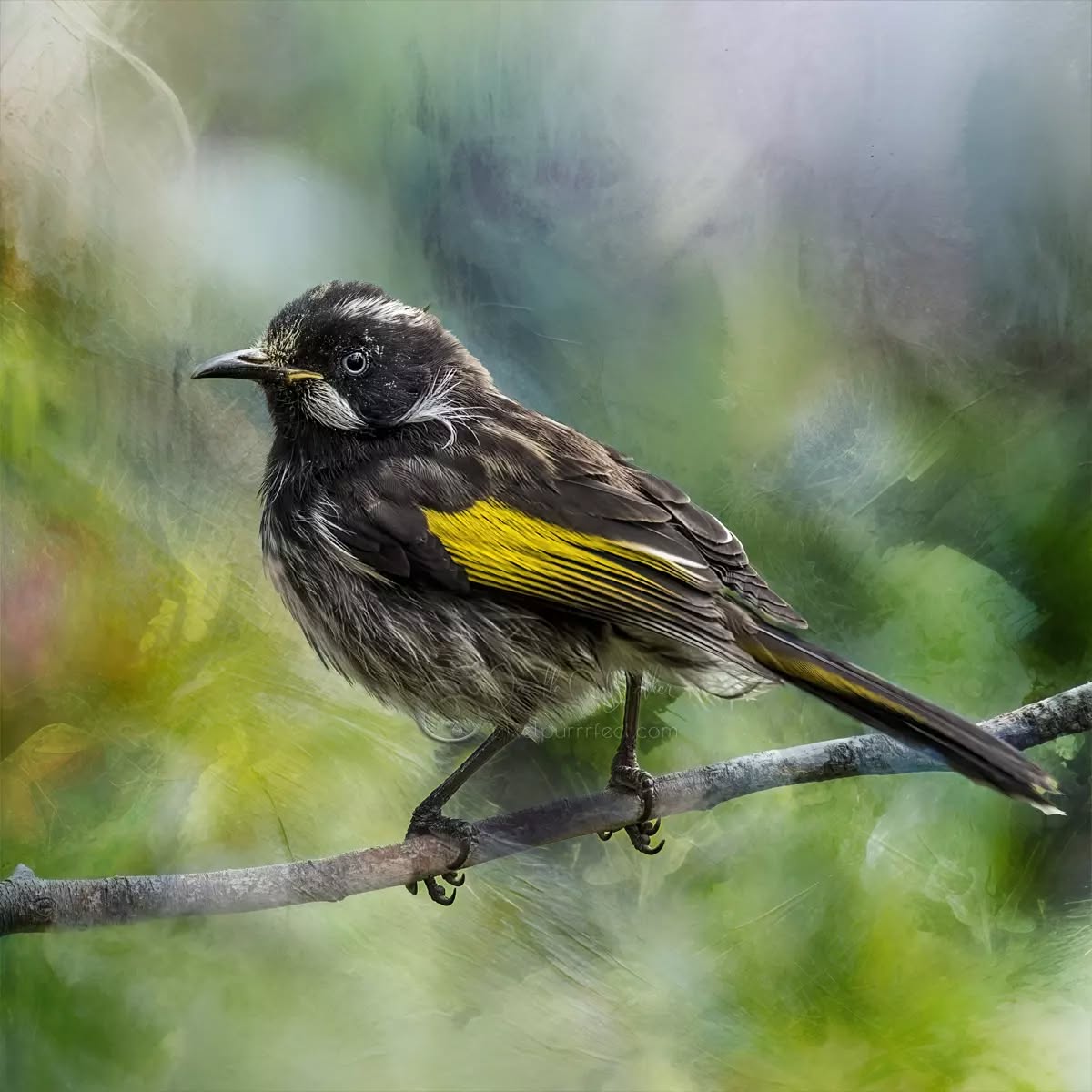 "To live is the rarest thing in the world. Most people exist, that is all. "
- Oscar Wilde
.
.
.
.
.
.
.
.
.
.
.
.
.
.
#NewHollandHoneyeater #pixelpurrrfectphotography #exquisitepics20_australia #rebel_artandedits #mcl_arts #illustrious_art #artistry_flair #super_photoeditz #edit_lovers_united #wildlife_artistry #birdsofaustralia #Creative_AnimalArt #bpa_arts #photo_creation_silver #rebels_nature #rebels_united #explore_wildlife #wonderland_arts #art_andfact #galleria_of_grace #illustrious_magic #dreamland_arts_of_nature #rawedit_
#australianbirds #wildlife_artists #everything_animals #nature_perfection #everything_imaginable #pictas_art #fiftyshades_of_nature