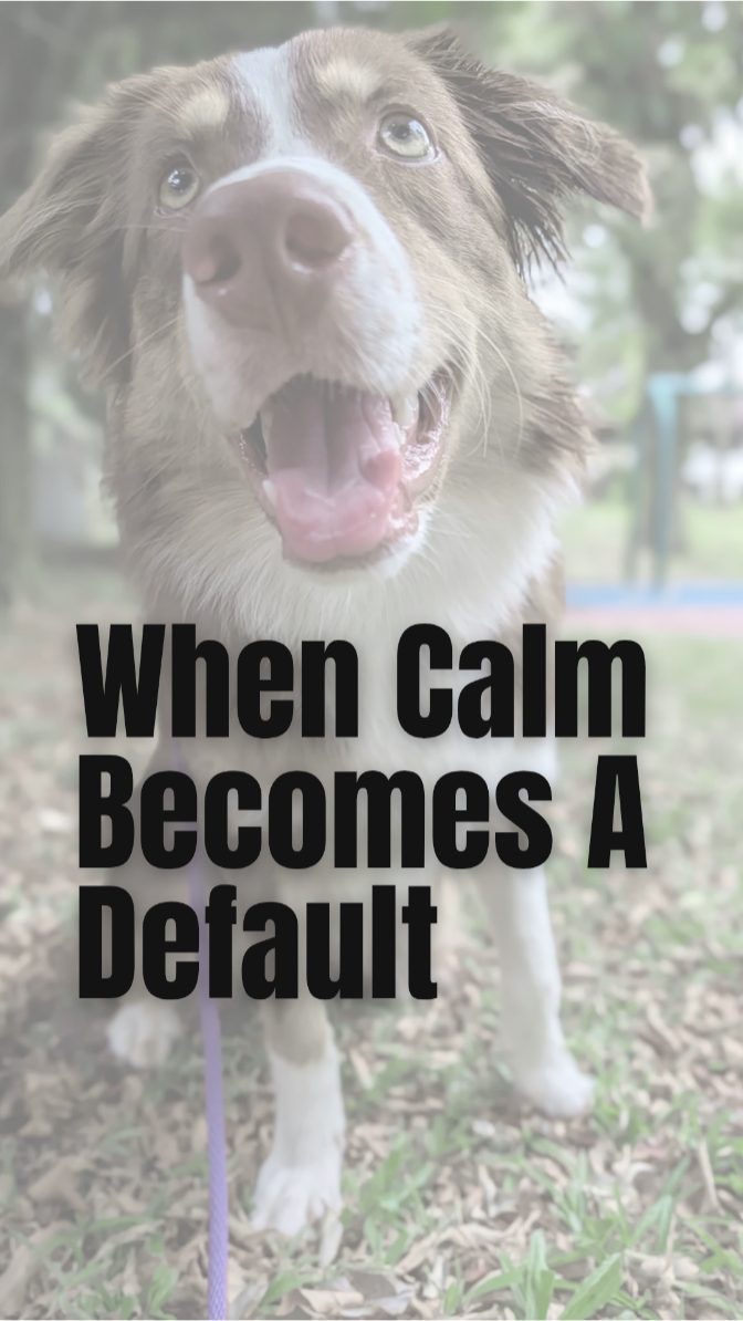 When calm becomes a default. ๐งโโ๏ธ
At Wags, we talk a lot about Calmness Firstโข, and this is what our Foundational Calm looks like in a real-world rhythm.
Maia isn't performing a behavior here; she is simply in a state of total neutrality. Thereโs no pressure from us and no active cue, just a fulfilled dog who is so satisfied that even three treats right under her nose can't pull her out of her Zen mode.
We believe that when a dog's physical and mental needs are met, choosing calm becomes their default, not a chore.
Want to learn how we build this foundation? Swipe back to our Wednesday post to see the Perks of the Pack, or tap the link in our bio to book an assessment.
#FurryFriday #CalmnessFirst #FoundationalCalm #DogBehaviour #DogsOfSingapore