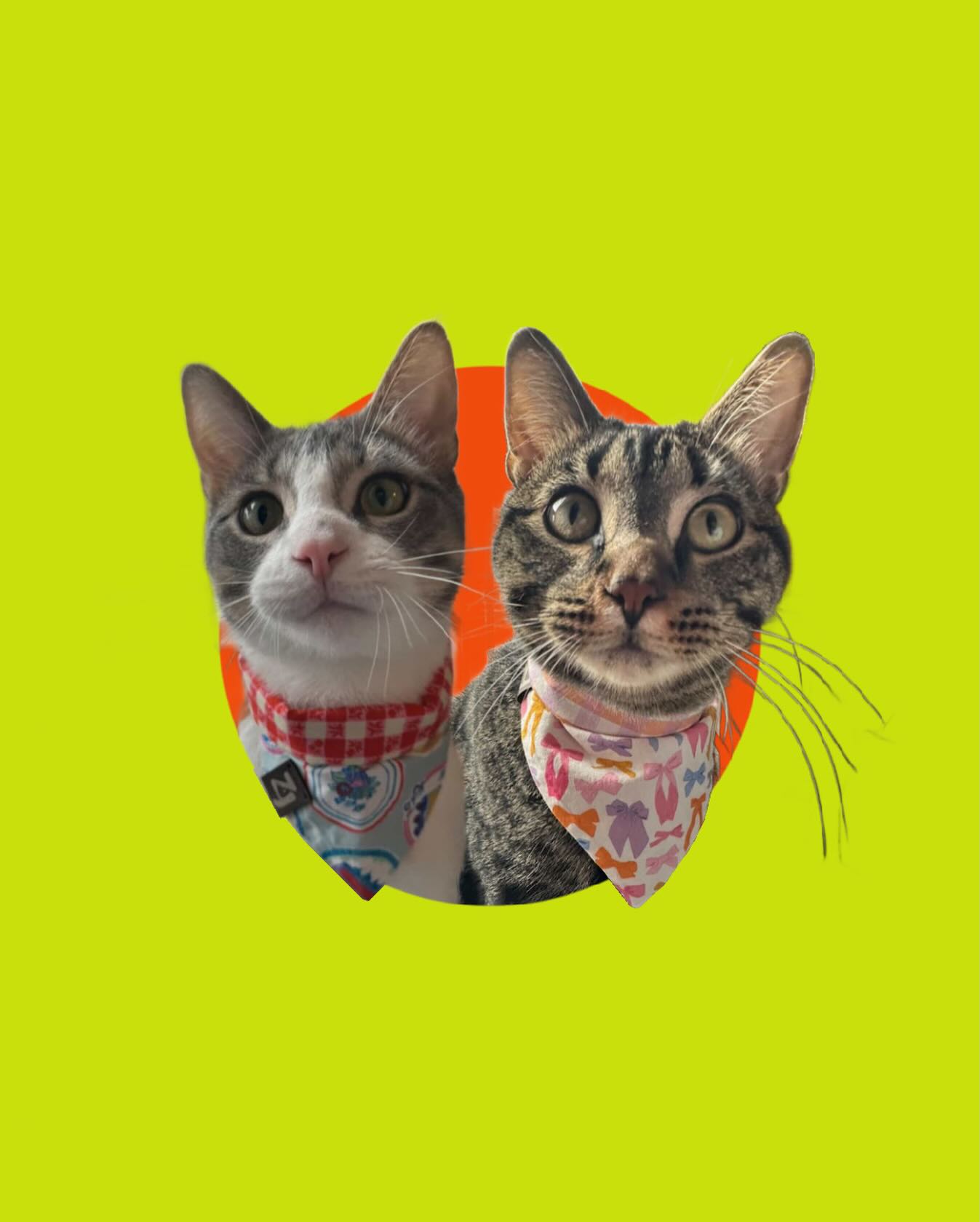 ✨ WELCOME BERRY AND TOAST ✨
Please join us in welcoming two new ambassadors (and our second and third cats): Berry and Toast! These photogenic 10-month-old brothers are new to both Instagram and the world. Berry and Toast are the cousins of our last new introduction: Billie! And before you cry Nepotism, take a look at their poses and tell us they weren’t made for the camera!
Follow @berrysontoast to watch these playful guys push traditional fashion norms, and to see what kind of mischief they get up to next!
#DogAmbassador #BrandAmbassador #LondonOnt #CanadianDogs #DogsOfInstagram