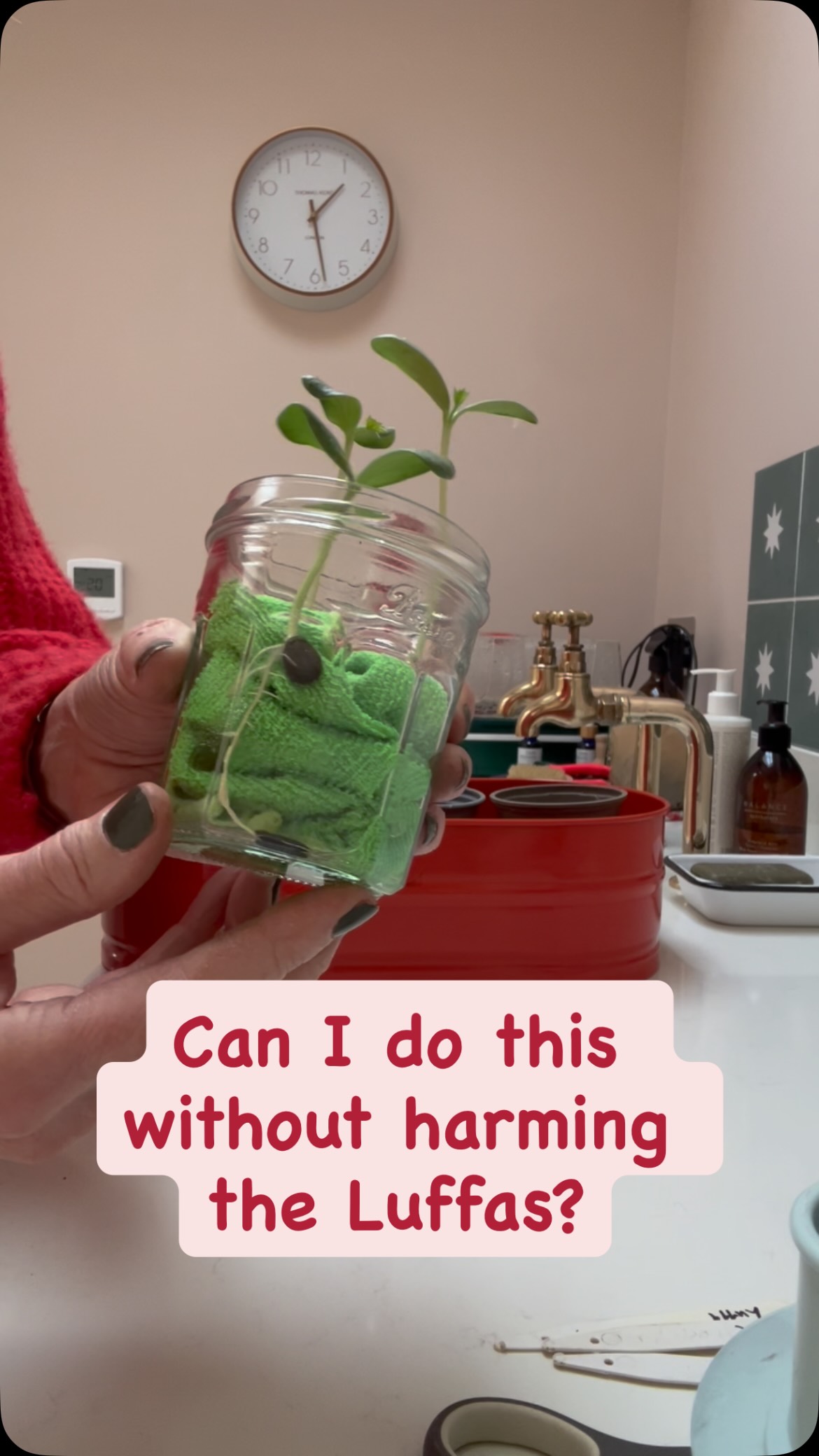 I’m scared it’s time to transfer these luffa seedlings from their cosy jam jar to pots. I filled the pots with room temperature compost so I don’t shock the seedlings and I’ll keep them inside for now until the greenhouse is a warmer place to be. Did I harm anything in the process? Watch to the end 🌱😆 And yes the lovely trug is new thank you @arabella_parker @toast #gardening #grow #luffa