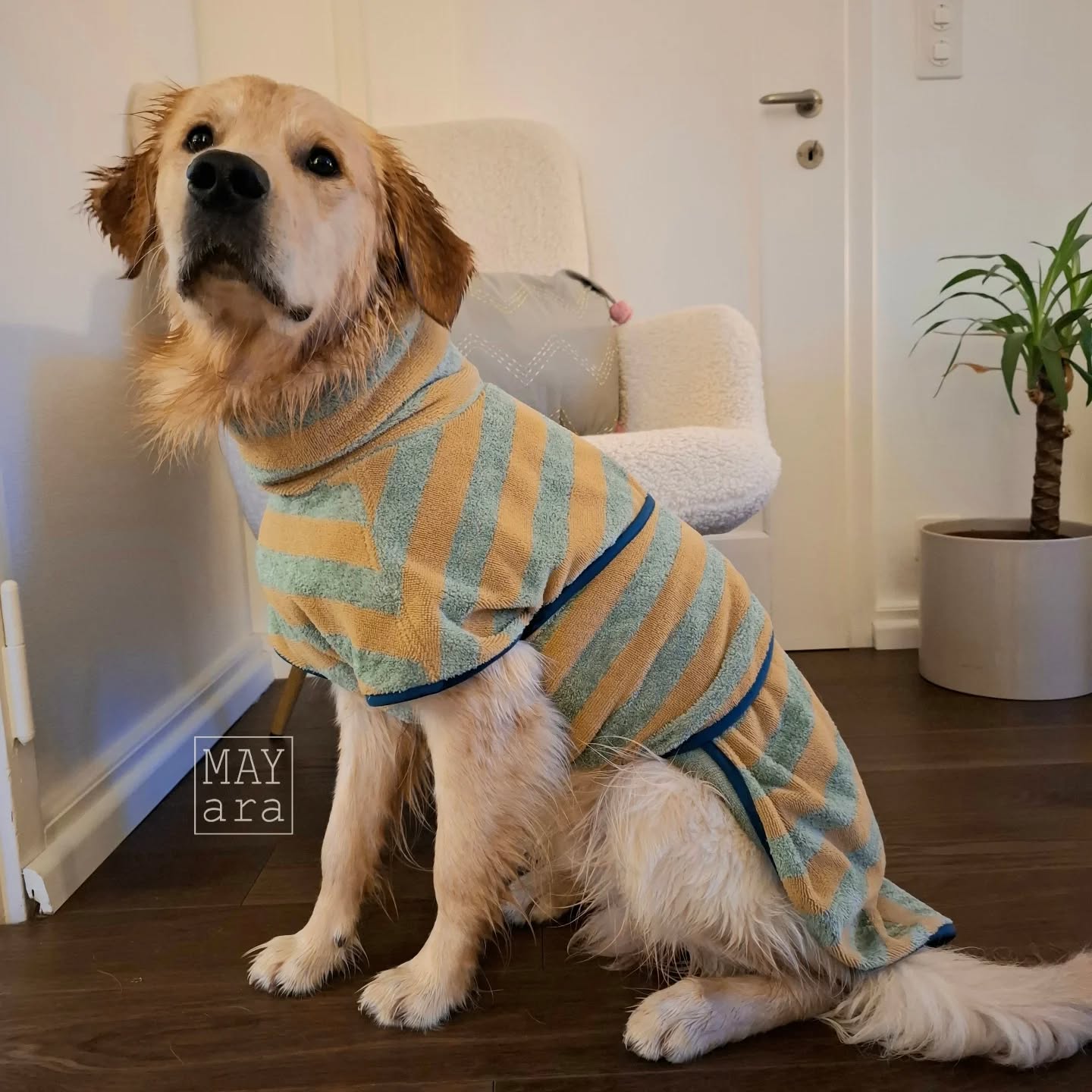 🐶 Hundebademantel 🐶
Ich muss mich korrigieren! Kleinkinder zu fotografieren sind ein Spatziergang. Hunde sind echt next Level.
Heute konnte ich mit hilfe meiner Tochter @kim.08.kim ein paar Fotos von Blu, in seinem Bademantel von @pech_und_schwefel, für euch machen.
Er findets mässig cool, ich dafür umso mehr.
..und unser Parkett dankt es mir auch!!
Den tollen Frotteestoff gibt es bei @kreando.ch
#pechundschwefel
#pechundschwefelhundebadematel #kreando
#nähenmitfrottee
#ateliermayara