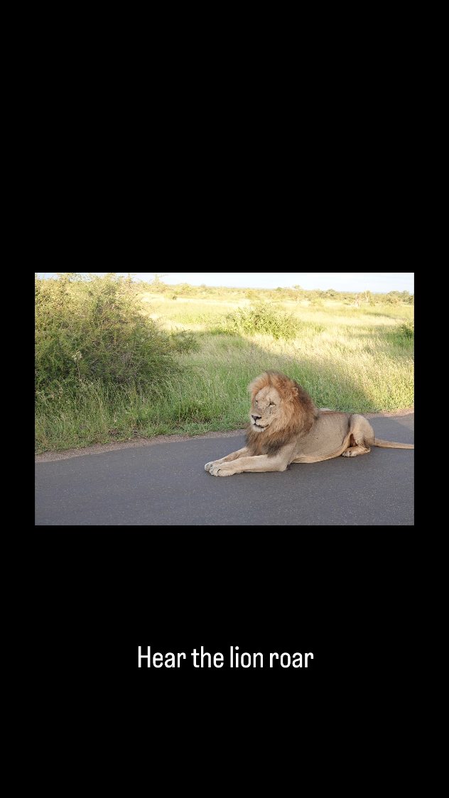 Hear the lion roar
#DriftingScouts