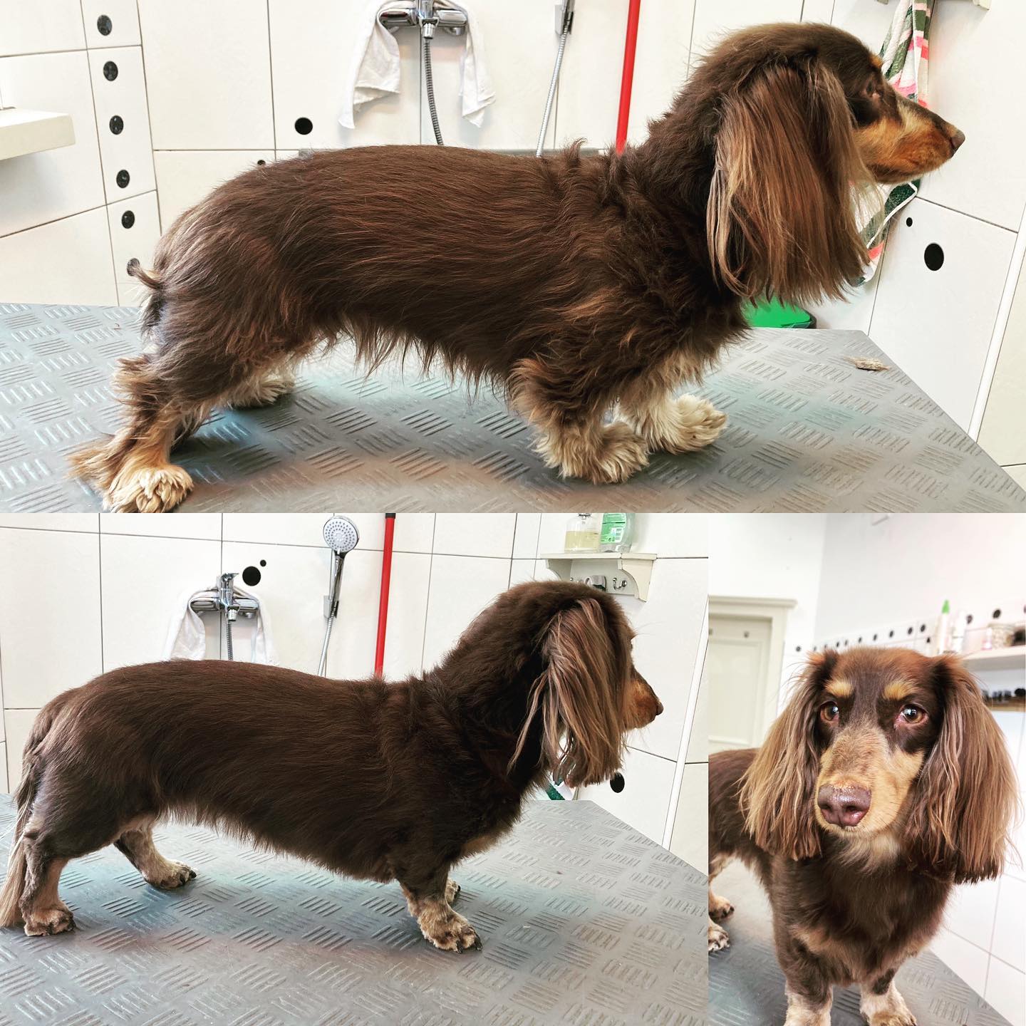 Dackeldame Milka wünscht euch ein schönes Wochenende❤️🥰
#dackel
#vorhernachher
#trimmen
#winterfrisur
#hundeliebe❤️🐾