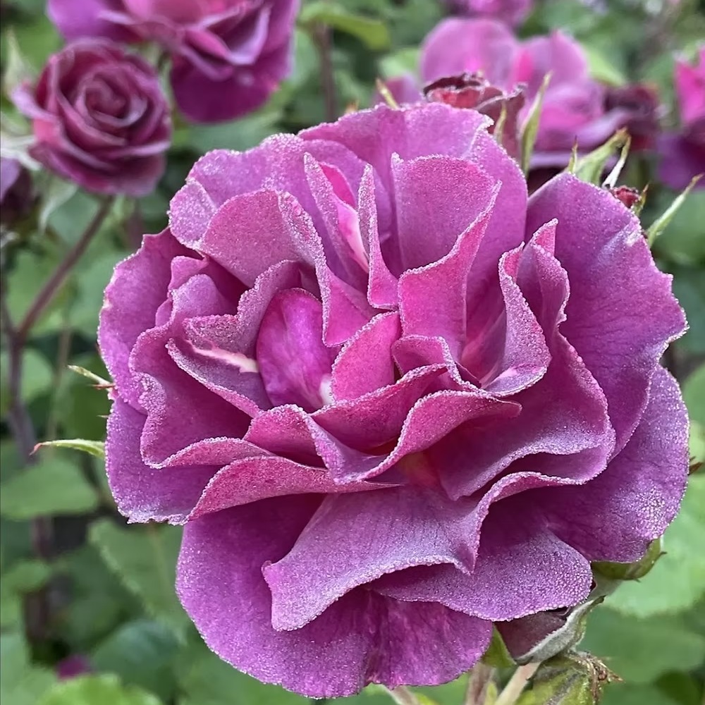 🌊 Ebb Tide 🌊 Deep and smokey purple/mauve blooms with a strong and spicey fragrance. Full petalled old-fashioned blooms held on thorny upright stems. Foliage is mid-green and healthy. Certainly a unique rose but it has always been a hit with our customers! Do you have one in your garden? Tell us what you make of it in the comments!
Height - 75cm x 75cm
Fragrance - Very Strong
Colour - Dark Purple
Bloom size - Large
Flowering - Repeat flowering
Available to order from our website, link in bio.
#fragrantroses #purpleroses #gardeningtips #gardeninspiration❤️ #classicroses