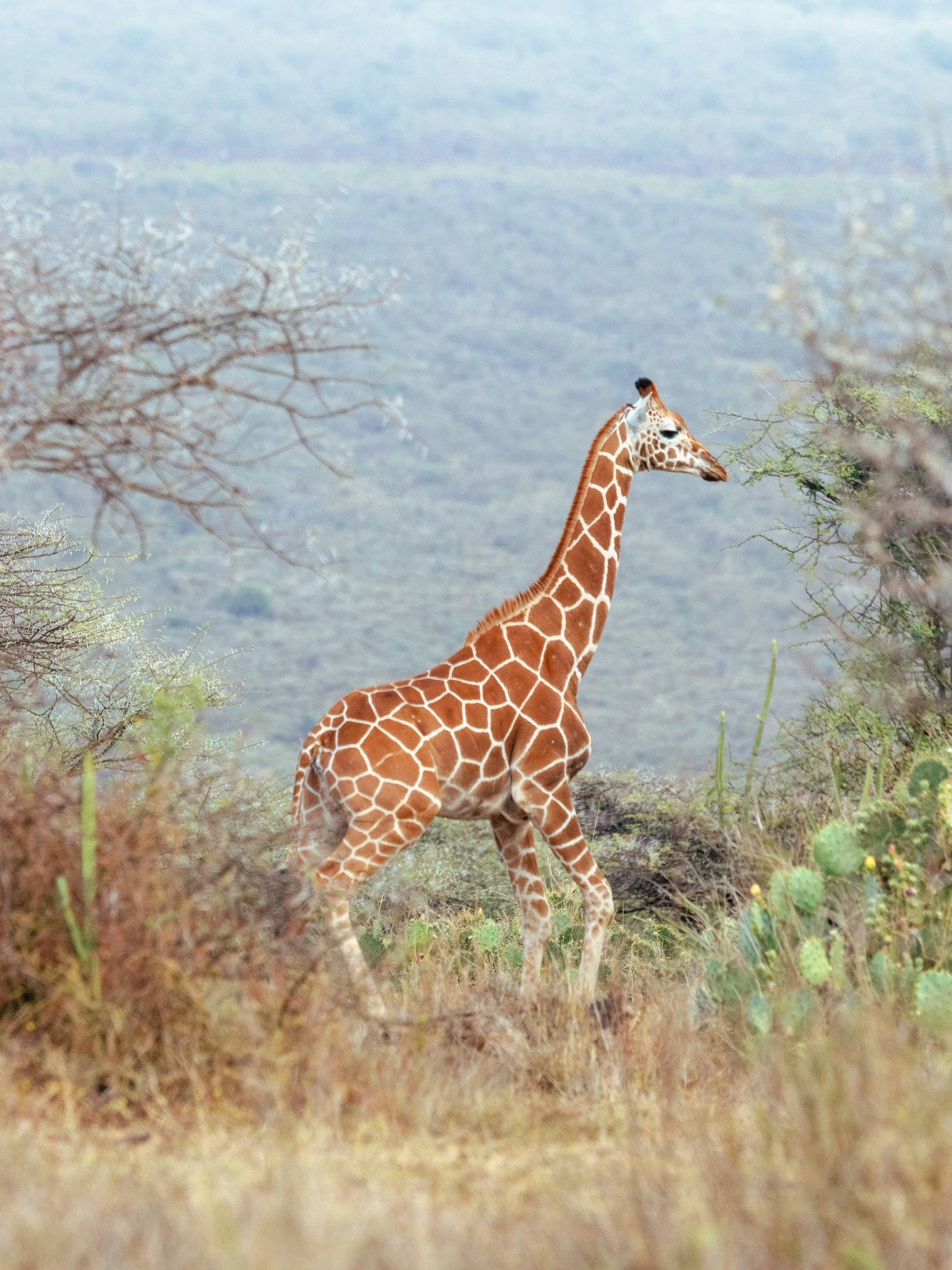 Did you know? Giraffes are facing a silent decline across Africa. 🦒
Through our partnership with San Diego Zoo Wildlife Alliance, research at Loisaba is helping us to better understand giraffe ecology, health, and habitat needs — ensuring conservation action is guided by evidence, not guesswork.
Photo © Caitlin de Greef
#LandConnectedLifeProtected #GiraffeConservation #WildlifeResearch #ProtectWildlife #EndangeredSpecies #SavannaEcosystem #BiodiversityMatters #AnimalHealth #ConservationScience