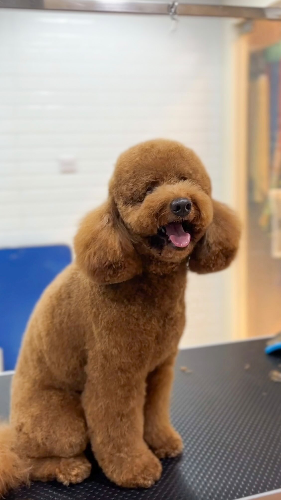 sometimes they just need a good groom ✨
get your pets #wagginized at our dubai hills pet spa! book an appointment today 🧡
