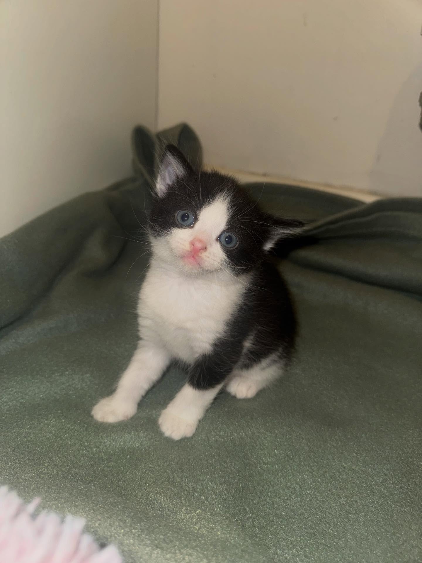 Truly obsessed with little George❤️ He is so tiny compared to his 4 siblings, but just the cutest little bean ever!!🥹