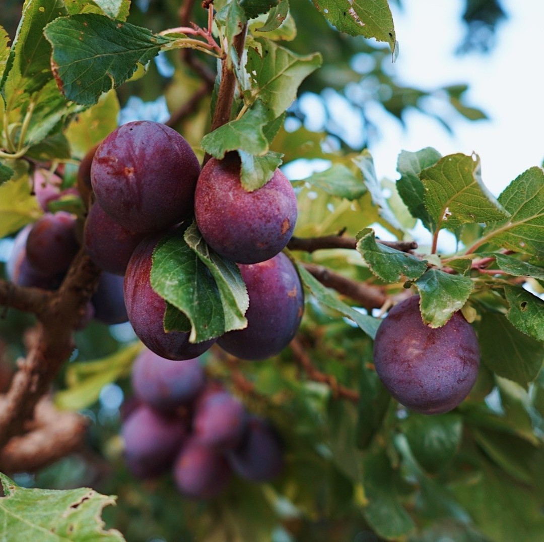 Throughout the year we connect you to fruit, freshly harvested from the Okanagan Orchards. Apples, Aprictos, Cherries, Peaches, Grapes, Nectarines, Peaches, Pears and Plums!
-
Pictured here are plums from our 2020 harvest.
#okanagan #okanaganlife #langleybc #langleyeats #langleyfreshb