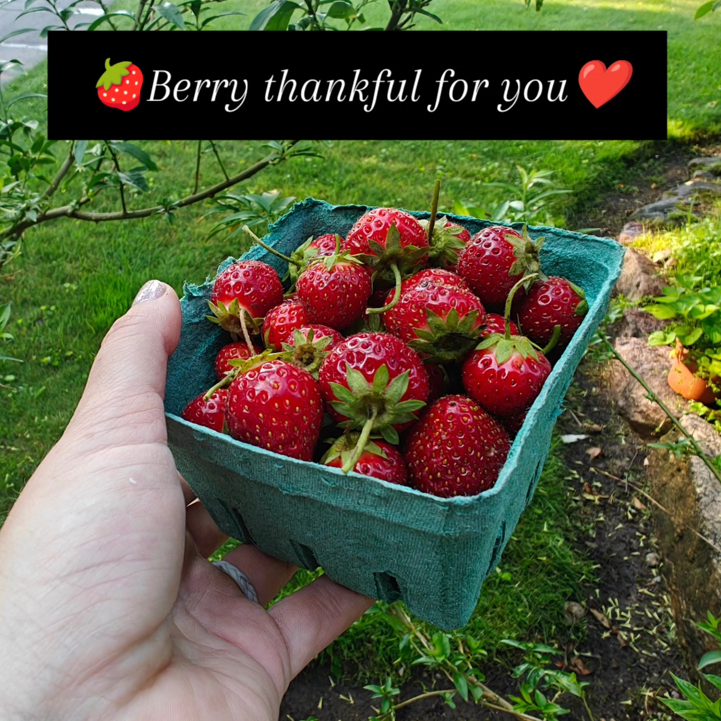 ๐ Thatโs a wrap on strawberry season at Birchfield Farm! ๐
We are so grateful to everyone who came out to pick, purchased berries, or simply cheered us on this season. You made our patch the happiest place to be! ๐
Weโre already looking forward to seeing you back in the berry patch in 2026! Until thenโฆ itโs GARLIC time! ๐ง
Our hardneck garlic is almost ready, and you can now pre-order your seed garlic, culinary garlic, and our brand new braided garlic on our website. Donโt miss out โ garlic season moves fast!
๐ Check it out here: www.thefarmatbirchfield.com
Thank you again for supporting our little farm. You are truly the best! ๐ฑ