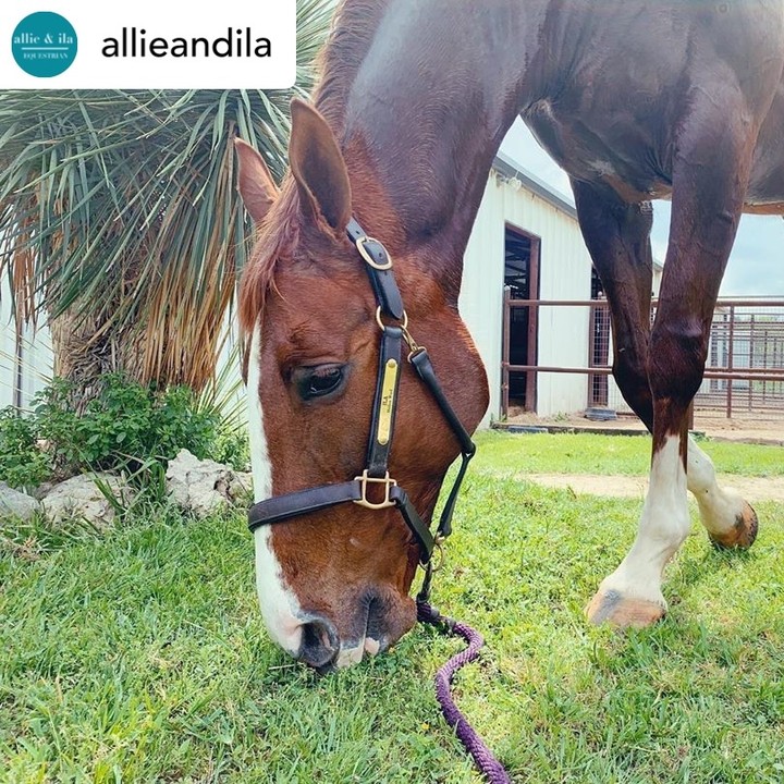 Reposted from @allieandila - here are some great nuggets of information:
Many of us have been battling the summer heat🔥so we thought we would share some facts about leather in the summer!
Since leather is a very porous material, it absorbs easily as well as releases what it absorbs. For that reason, when exposed to the sun, a lot of the moisture leaves the leather and can result in discoloration and cracking.
On top of this, our horses are typically sweating more during rides. I personally have to actively clean the bottom of my English saddle after I ride due to the sweat that soaks through Ila’s saddle pad.
For these reasons, as well as having a great looking saddle, it is just as important to clean leather tack in the summer as any other time of year, if not even more so!🤩
#Summer #Summerheat #summer2020 #leatherfacts #saddlefacts #mare #maresofinsagram #saddleinfo #Saddletrader #saddletraderuk #Saddle #Saddleforsale #stocksadle #horseridinguk #horsesofinstagram #Tackforsale #saddleshop #saddlery