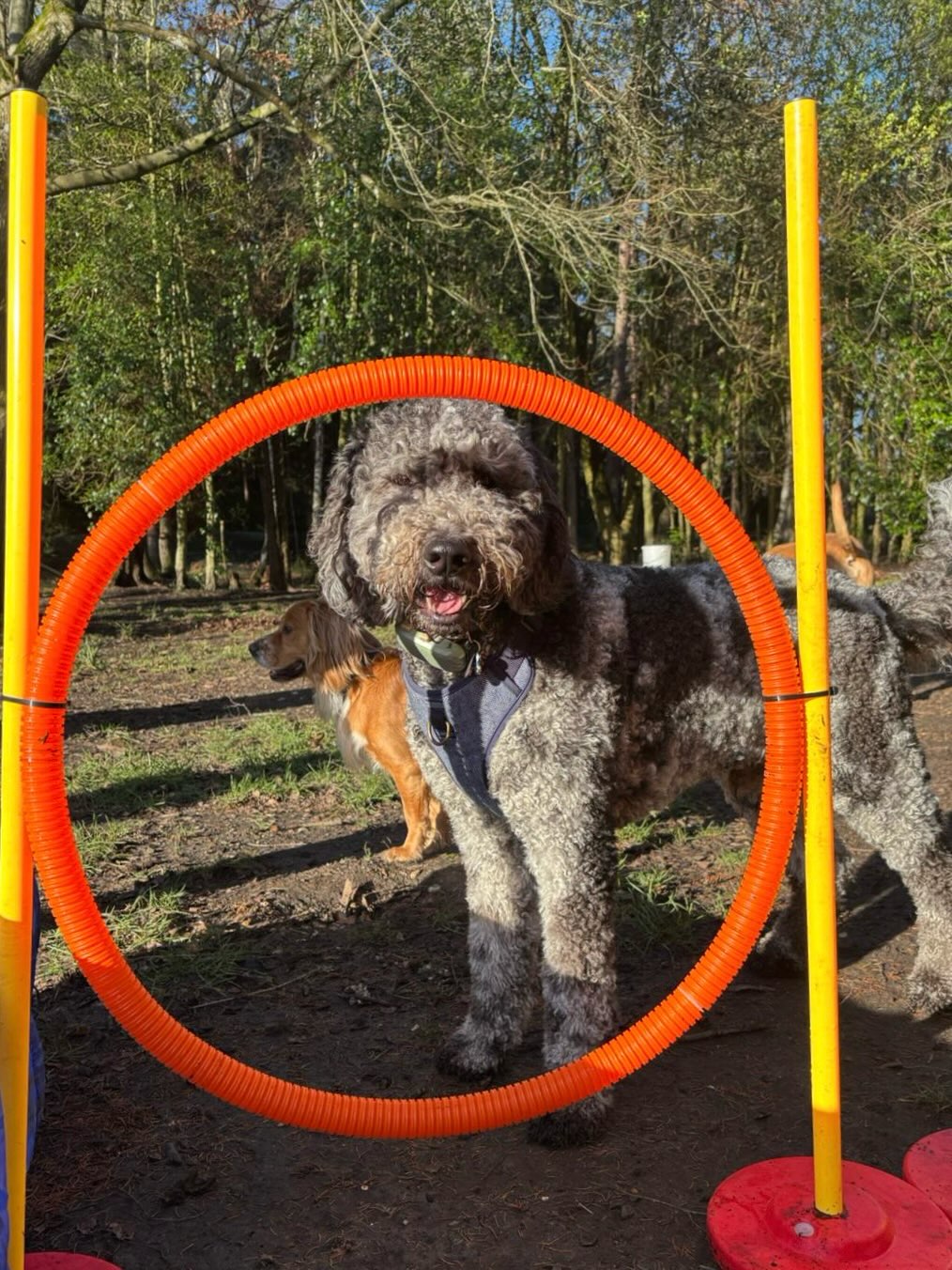 New year, same happy faces — plus a few new skills ✨
Our pups have been loving confidence-boosting challenges that encourage learning, focus, and a whole lot of tail-wagging fun. 🐶🐾