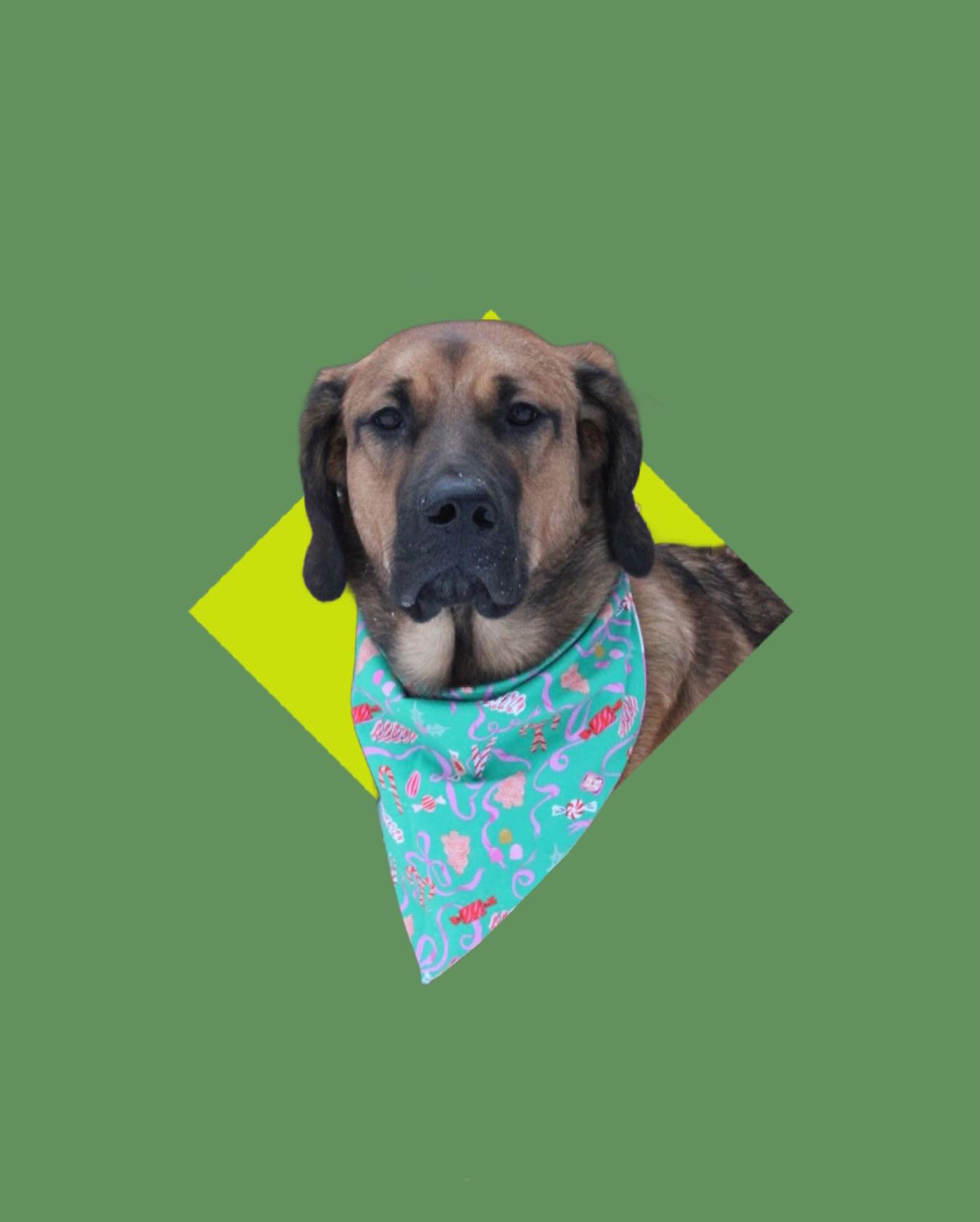 ✨ WELCOME LYRA ✨
Another new addition to our pack is 9 month old Coonhound-Mastiff-Labrador, Lyra! Lyra is just a baby, but already ready to take over as the Queen of the Universe, or just the queen of our hearts. She’s full of fluff and personality, and we can’t wait to see how her personal style blossoms as she grows!
Follow @lyraa.louu to follow along with her adventures in Petrolia!
#DogAmbassador #BrandAmbassador #LondonOnt #CanadianDogs #DogsOfInstagram