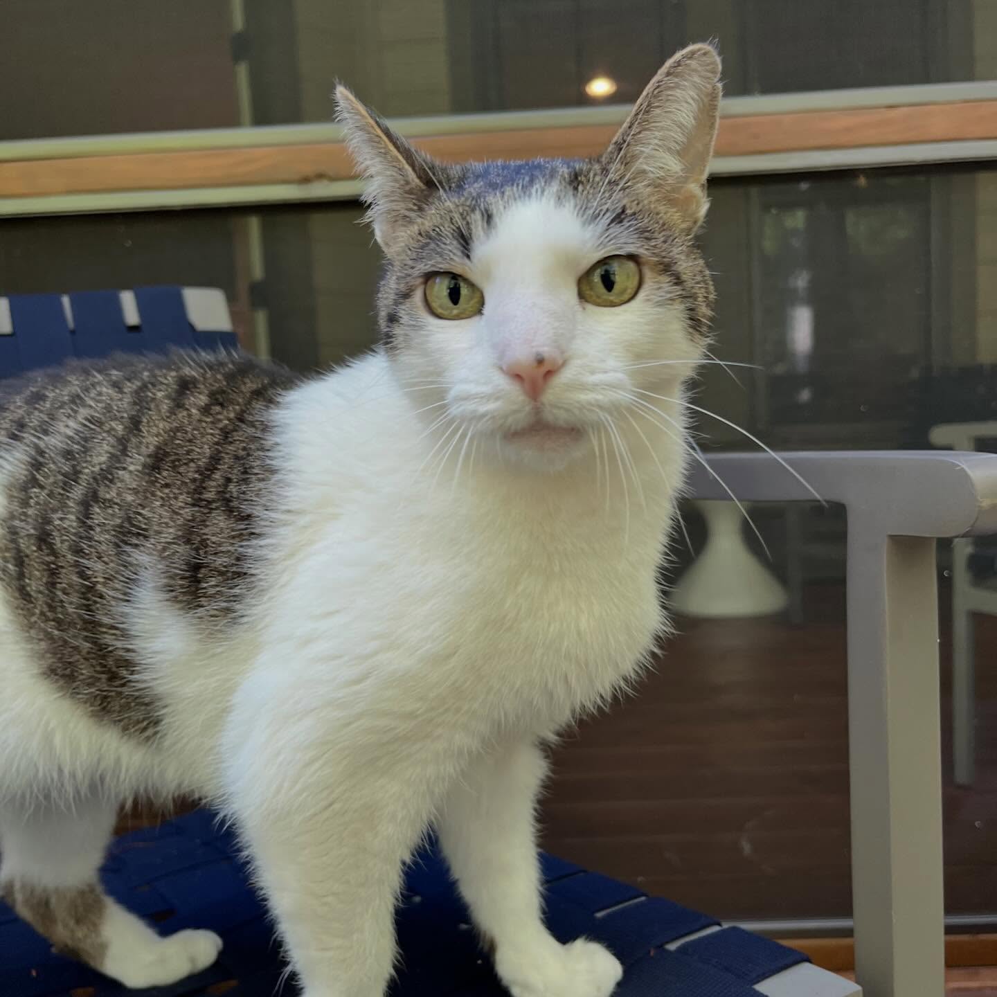 Miss Bubbles and I have a date to do some hot gossiping in the next few days!
Bubbles is a cat who knows what she wants and isn’t afraid to tell you. Sometimes I’m not even 2 feet in the door and she’s telling me off, but I love it!
I desperately want her to meet Hanky Pank (IYKYK) because I’m sure the sparks would fly one way or another!
Until that day, I’ll have to keep entertaining her and giving her all the love and paper bag forts that I can muster up!
See you soon Miss Bubbles! 🫧