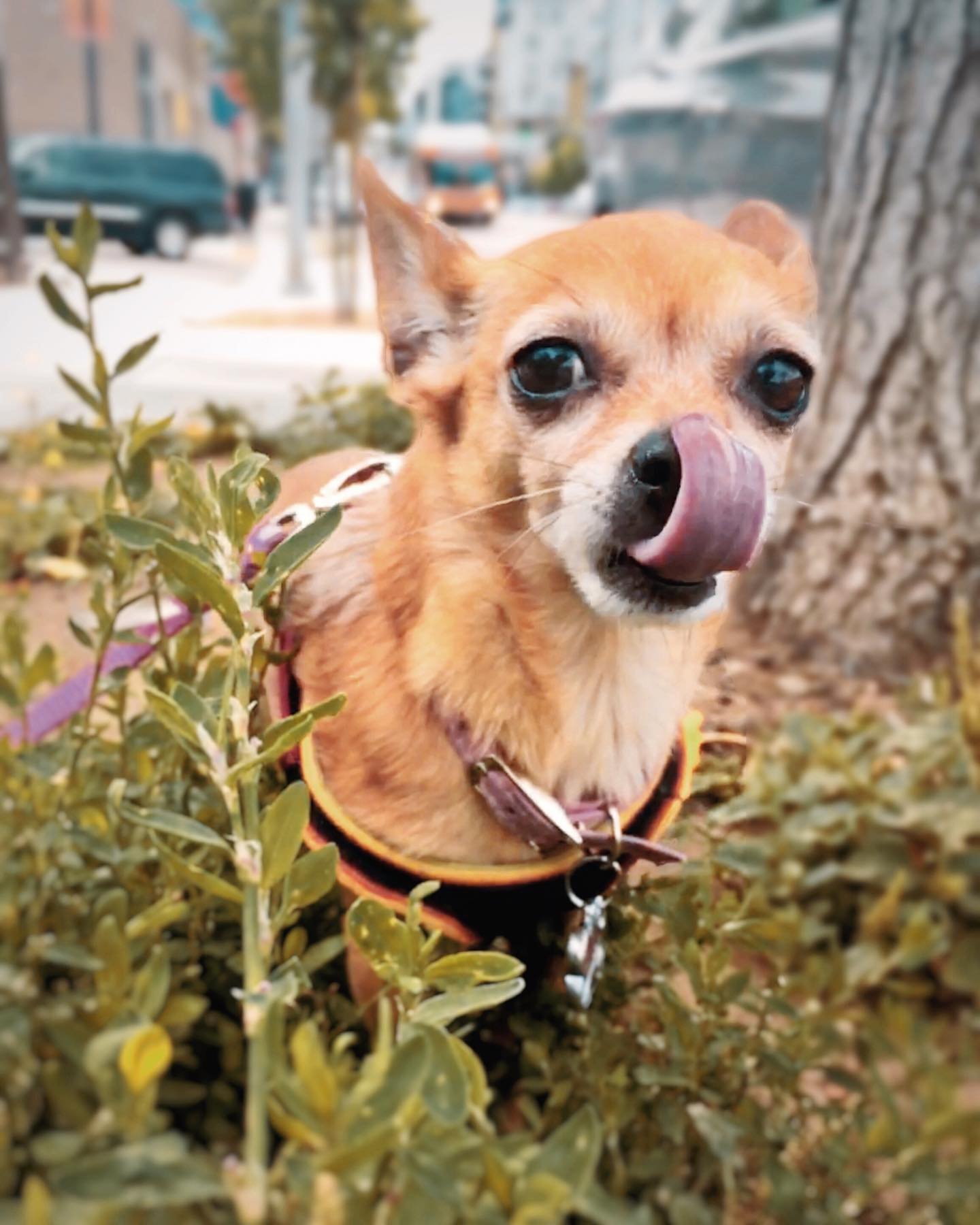 Button wants to wish you a happy #mlem Monday 👅