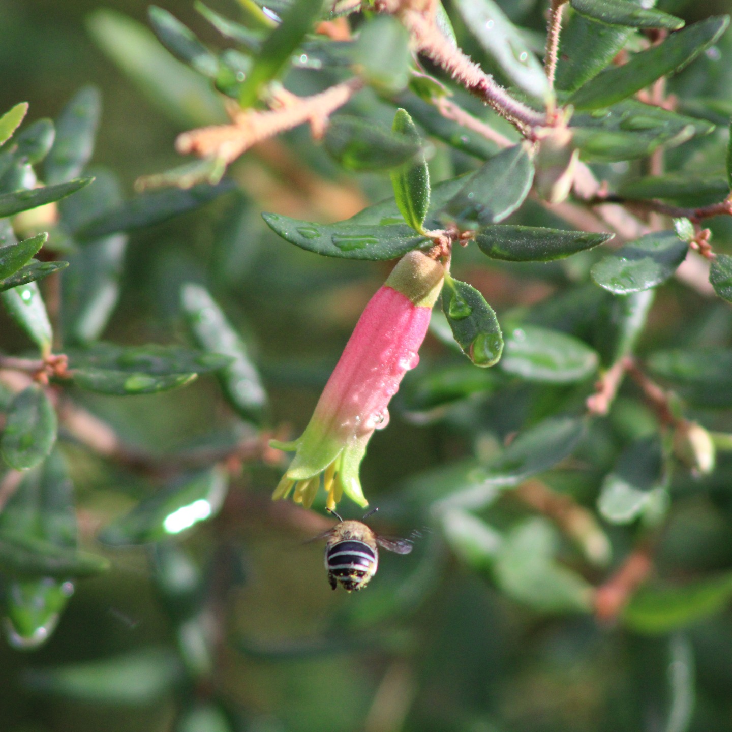 Such a busy blue-banded bee is simply loving the flowers on the Correa reflexa.💚🥳#beesofinstagram #flowerslovers #naturelovers #ecosystems #habitat #nativeflowers