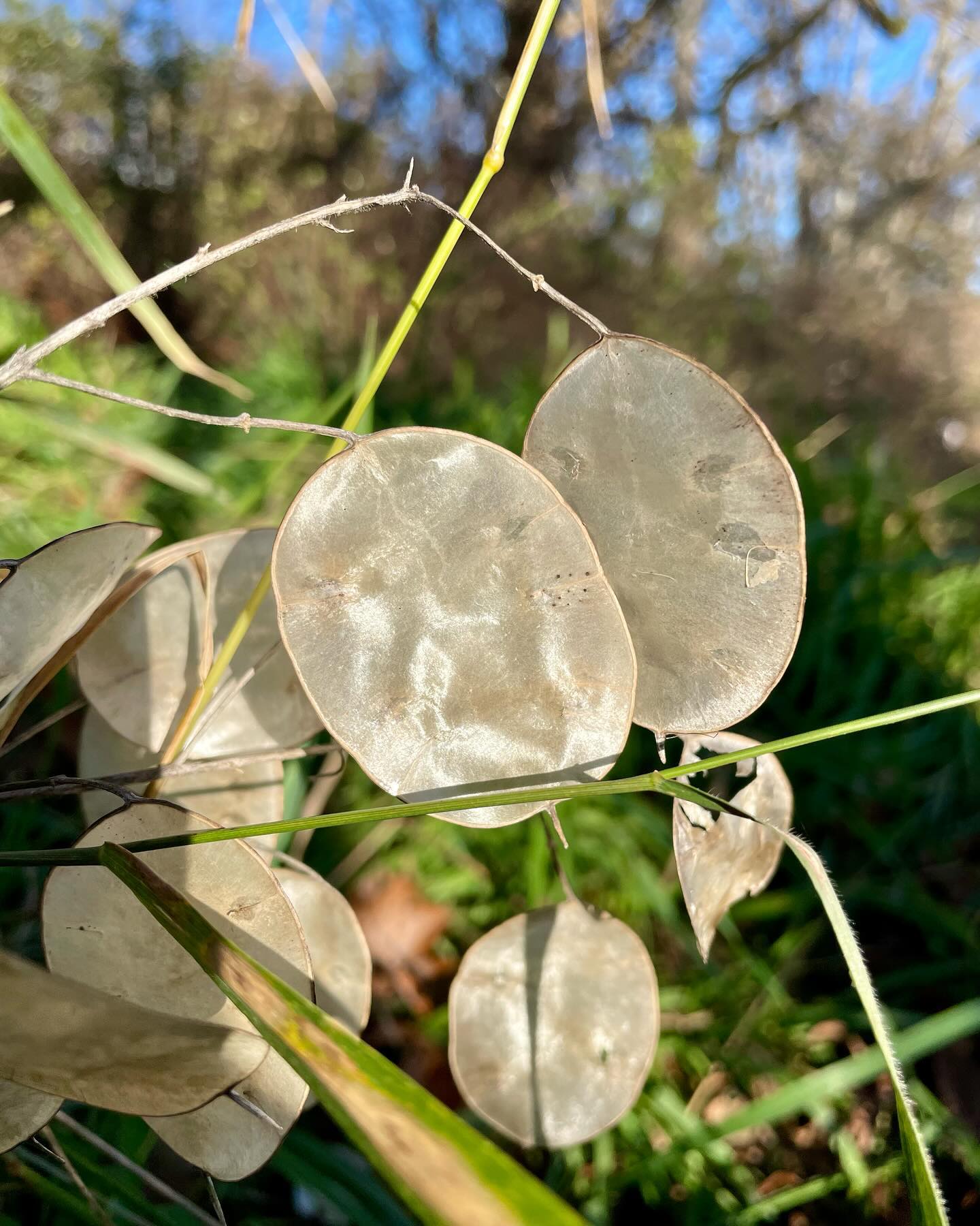 Silver dollar plant in its stunning seed stage, another one of fall’s little treasures! ✨
