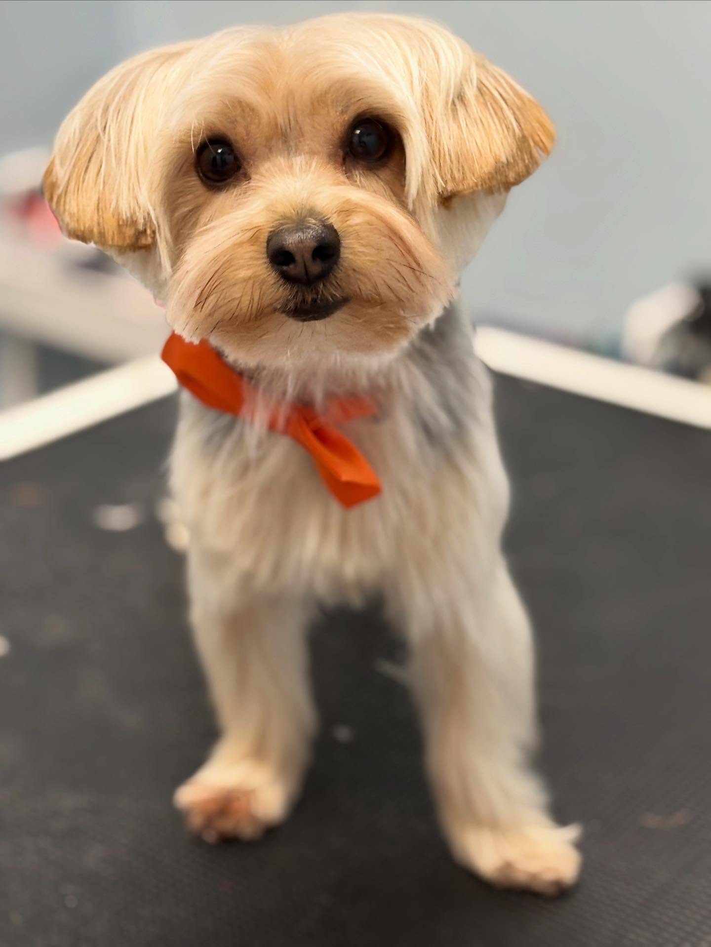 Tico 🥰
#yorkie #doggroomer #petstyling #doglovers #happydog