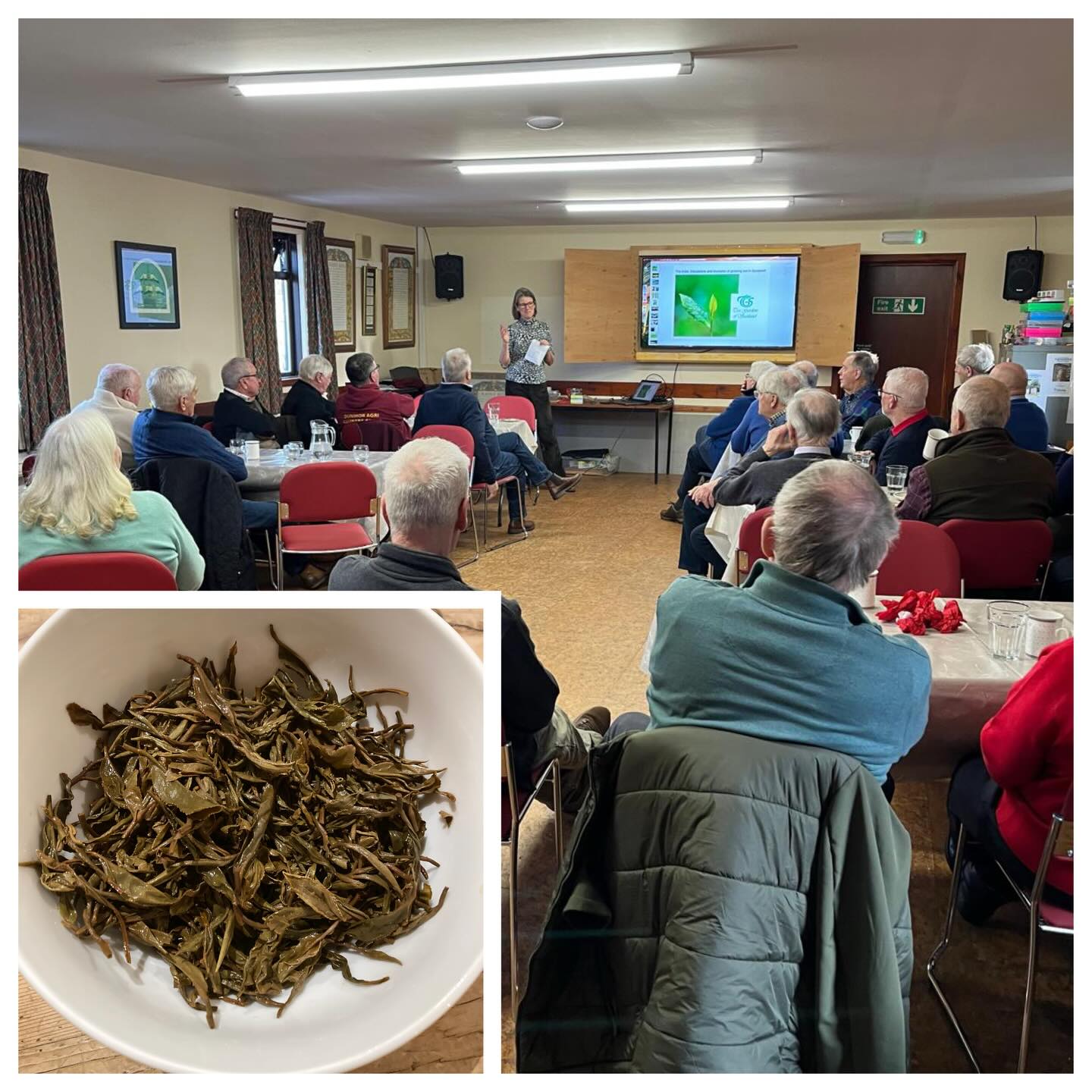 The Trials, Tribulations and Triumphs of growing tea in Scotland! The title of the talk Kinnettles Tea Garden gave to Plough On. The group is run by the charity RSABI who support people who work or have worked in Scottish Agriculture. The Plough On group is for seniors in this profession who are over 65 years of age. We spoke about the horticultural side of growing tea in Scotland and the forming of our Tea Gardens of Scotland group back in 2016, to give the nine of us confidence in growing tea from seed where moral support is needed in the challenging climate of Scotland!
A tea tasting afterwards also served to illustrate the beauty and benefits of loose leaf tea in general, but more specifically drew attention to the unique situation we are in where our rare teas are grown, plucked and produced in Scotland. From field to cup.
🌱
🌱
🌱
@pekoetea_edinburgh @fortnums @rsabi_ #rsabi #kinnettlesteagarden #teagardensofscotland #pekoetea_edinburgh #fortnums