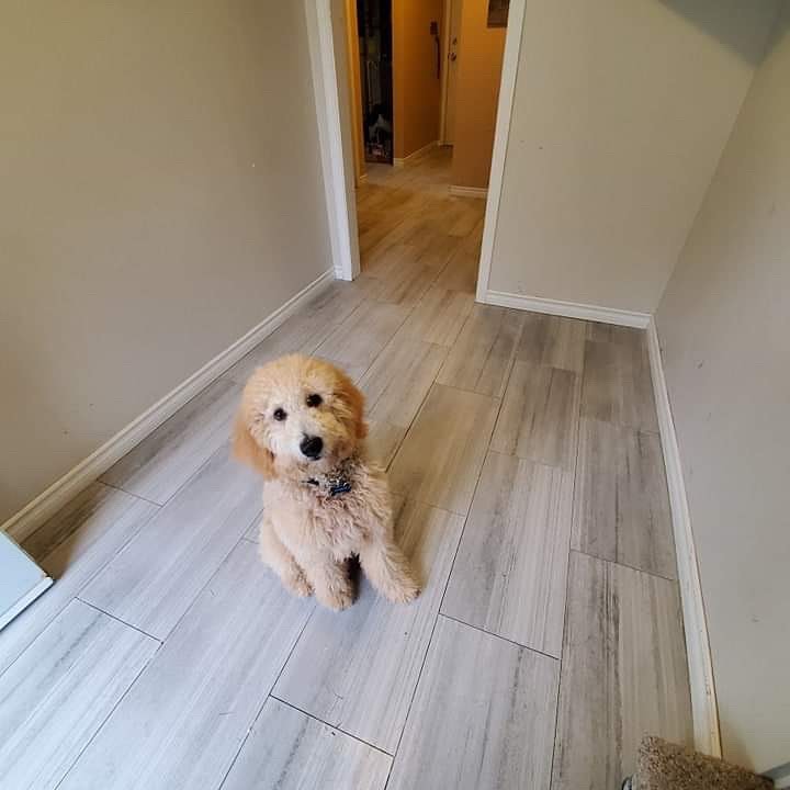 Charlie hard at work tiling this floor with Mitch. :)