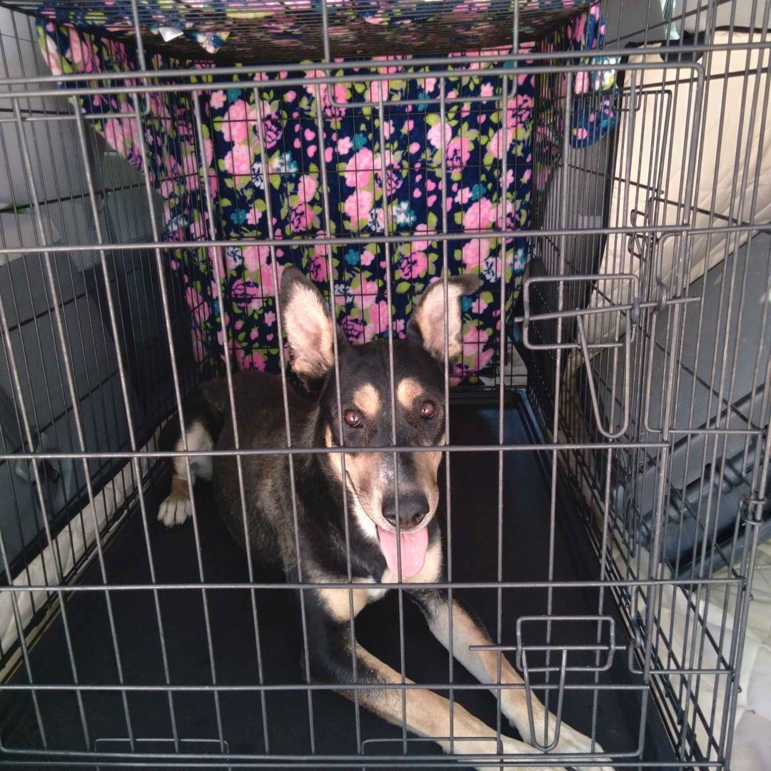 🐾 🥰 SUPER sweet girl that was rescued from the shelter! So glad she got a home! 💕
----------------------------
🚕 Paws On The Go Pet Taxi
#petmemes #petowner #catmemes #funnymemes #pettaxi #palmdaleca #lancasterca #santaclaritaca #antelopevalley #dogsofinstagram #petsofinstagram #catsofinstagram #socal #california #vetlife #groomer #vet #vettechlife #petservice #animals #pets #petlovers #pettransportation