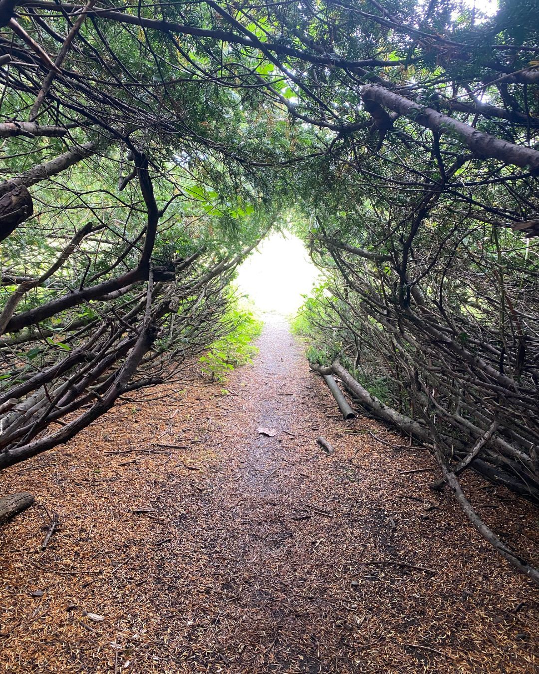 Nature has so many treasures but sometimes you need to know where to look...
This lovely little space is what you have to find if you want to see Ormiston Yew tree in Scotland, which is estimated at over 1000 years old. The opening is along a very ordinary pathway and if you blink, you'd miss it!
Have you ever been there?
#YewTree #Awesomenature #motherearth #natureslessons #hugatree #treesofscotland