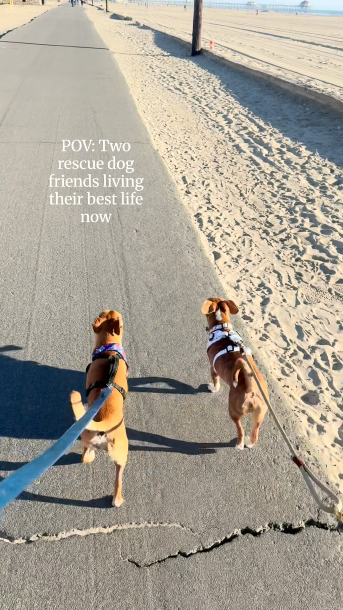 Meet new friends for new adventures! Another benefit of attending our pack walks is meeting other amazing pet parents. We have an incredible group of people and I am so thankful for the wonderful friendships I’ve made through Blockhead Brigade.🥰@readyfreddie_therescue Life is better with furiends ❤️
We met @marsbringerofwarbriggs through our Saturday morning @blockheadbrigade pack walk 🥰
We’re both part of the small mutt club too 🥳
#rescuedogsofinstagram #happydogshappylife #muttlove #dogreels