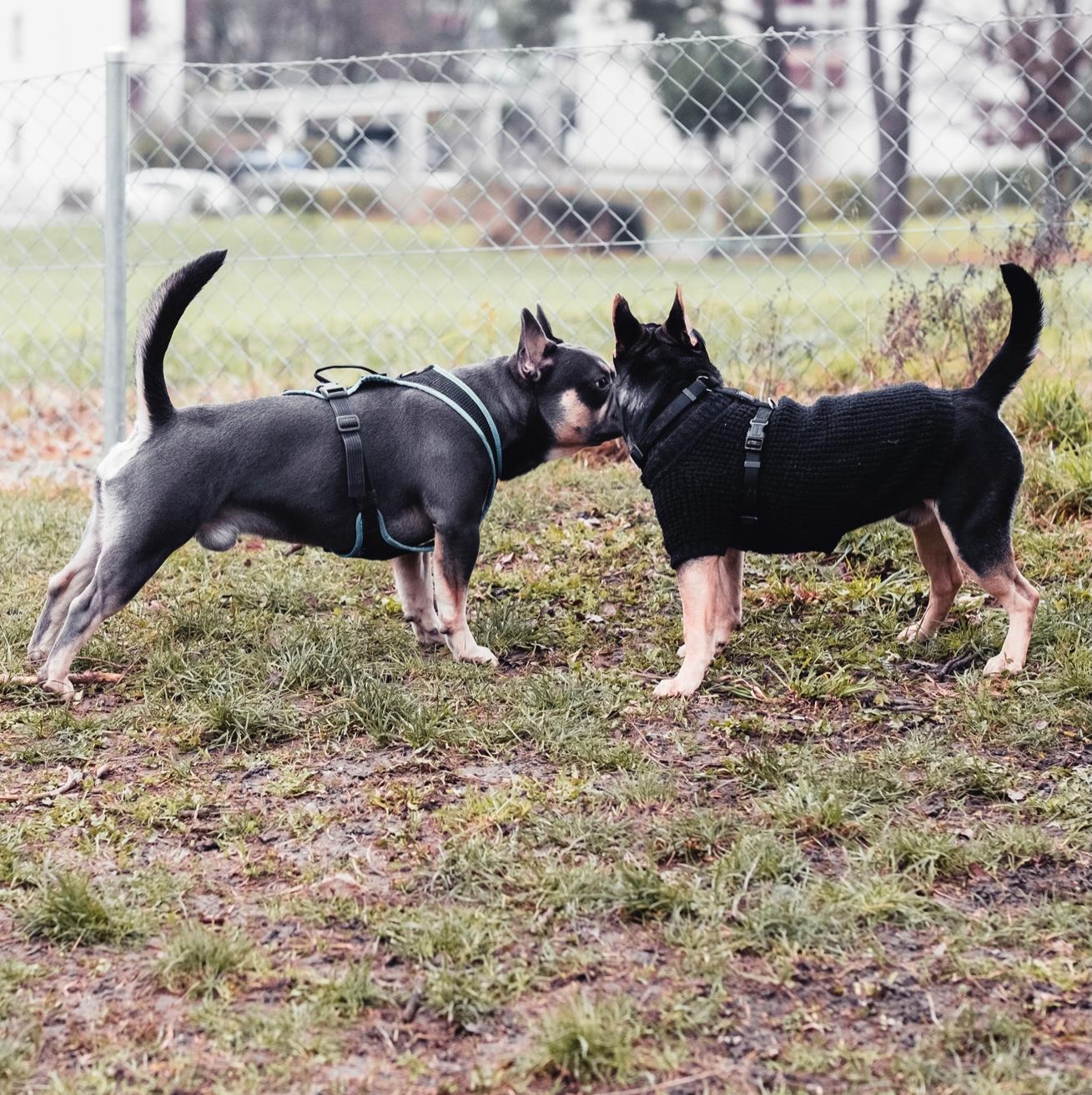 Wenn Vater und Sohn sich treffen. 😀
Dynamite 🧨 und Messi ⚽️
Gab Spiel, Spass, gaaanz viel Action und doch noch ein paar Küsschen. 🥰
Beide sehr sportlich unterwegs. Man sagt doch nicht umsonst: wie der Vater, so der Sohn. 😀
#AlphaBully #bullysmitrute #huskyfrenchie #bullysmitnase