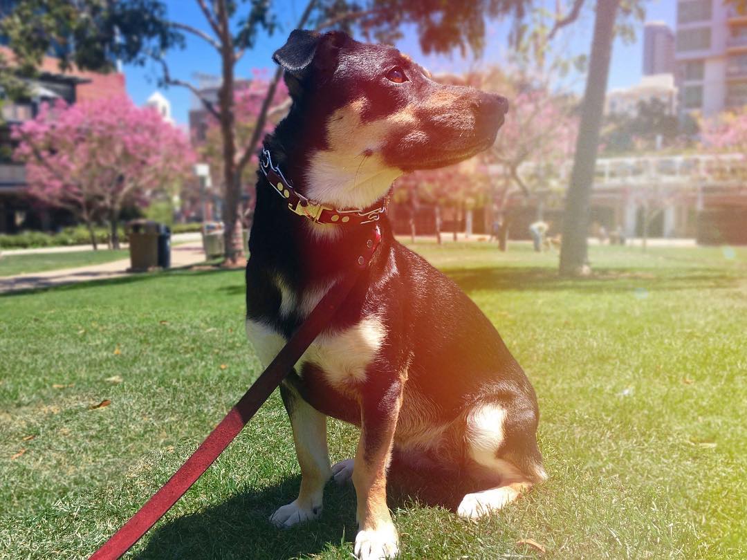 You can’t tell how hard she’s working, but Taco’s doing a great job here not chasing after the birds at the park 🐦 Does your dog have that predator hunting instinct too?