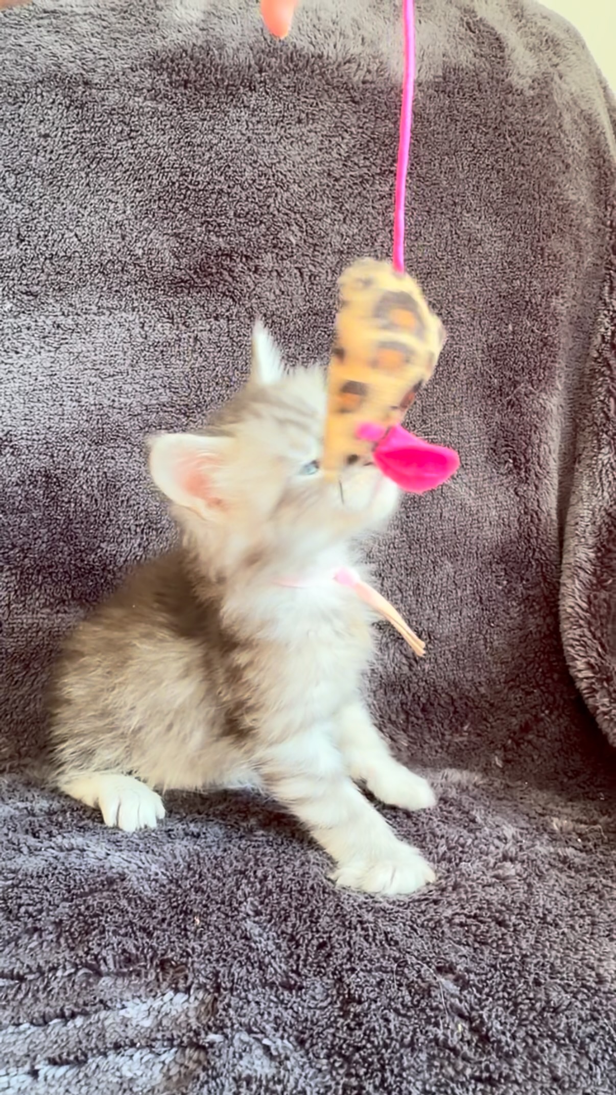 Cute kitty 😻Black silver tabby girl 🩷A.V.A.I.L.A.B.L.E.