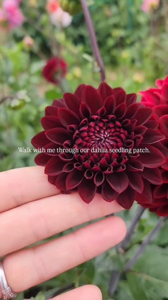 A look back at our 2025 seedling patch — the first place I always visit.
I love seeing other people’s seedlings, so here’s a quiet peek at ours on a September day. 🌱
This January, we’re beginning again: second-year trials and seed sale preparations underway.