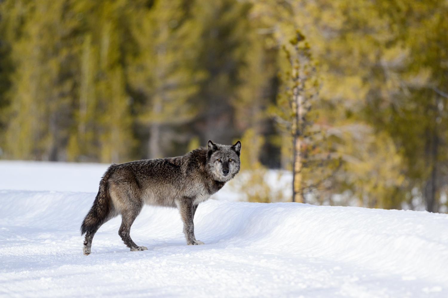 This morning, while trying to enjoy a cup of hotel-room coffee, I am feeling restless. My imagination is in overdrive. Like Lewis and Clarke, generations before me, my desire to see and know more is rampant. The wilderness of Yellowstone National Park does that to you. I have been here for a week with a group of energetic and enthusiastic photographers who, like me, came here to photograph the wildlife and landscapes of this park at the height of winter. They, like me, will leave with many worthy photographs and a memorable experience, but there is more. Our time here has touched upon something deep inside us, something faintly familiar to our beginnings, that awakens our senses. I have only felt this soulful connection in one other place, the Serengeti in Tanzania. Our modern lives are full of comforts and conveniences, but a wildness, a wildness that was born on the grasslands of Africa and honed in the wilderness of the American West, still exists in our souls. As outdoor and nature photographers, those feelings feed our sense of adventure. Many will tell you to visit Yellowstone to photograph the abundant wildlife. Some will say come for the impressive landscapes. Others will suggest visiting for the peace, quiet, and solitude of this wild place. All of this advice is correct, but I will urge you to experience Yellowstone to discover more of yourself. Parts of us, perhaps subdued and distant, are still here in the wild rivers and mountains. The wilderness, raw and primal, speaks to us. That voice is Yellowstone's greatest appeal. It is one thing to see and photograph Yellowstone; it is another thing to feel it.
Photograph What You Feel
Nikon Z9
Nikon 600mm f6.3s Lens
ISO: 1000
AP: f6.3
EXP: 1/2000h of a Second on a Gitzo Tripod with a RRS BH55 Ballhead
*******This photograph, taken yesterday along Gibbon Meadow, is dedicated to my friends Dick and Linda Wolk, who love this place for all of the right reasons.
#photographwhatyoufeel #wolf #yellowstonenationalpark #yellowstonewolves #graywolf
