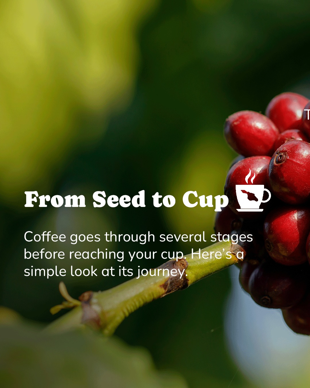 From the farm to our café, every step matters.
That’s why every cup is made with intention.
#catcookieco #catalinaisland #catalina #lovecatalina #coffeeoncatalina #cafeoncatalina #alldaybreakfast
#MetropoleMarketplace