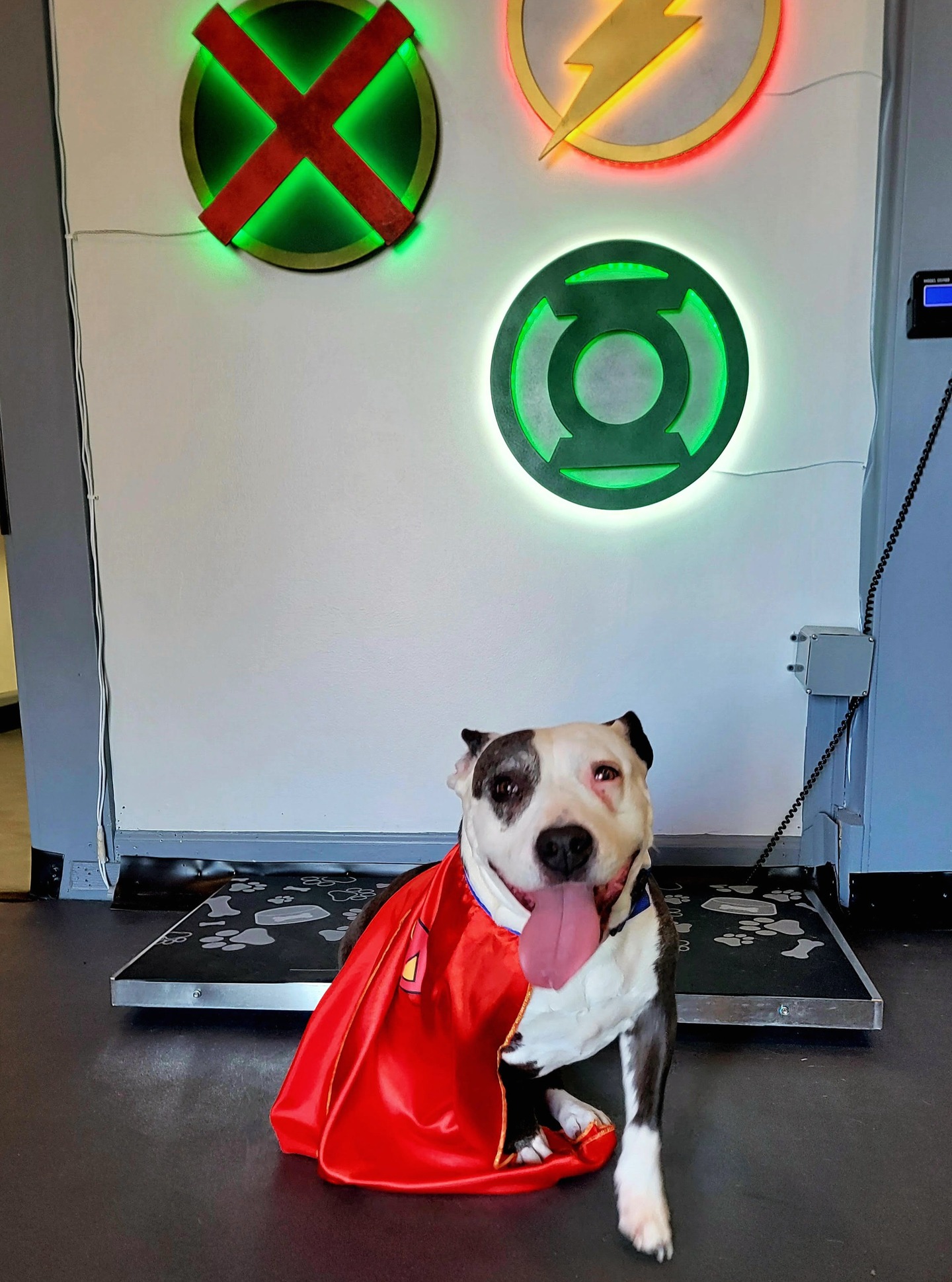 Ursula stopped by today for Librela, her anti-arthritis injection. Now she is feeling SUPER!!!