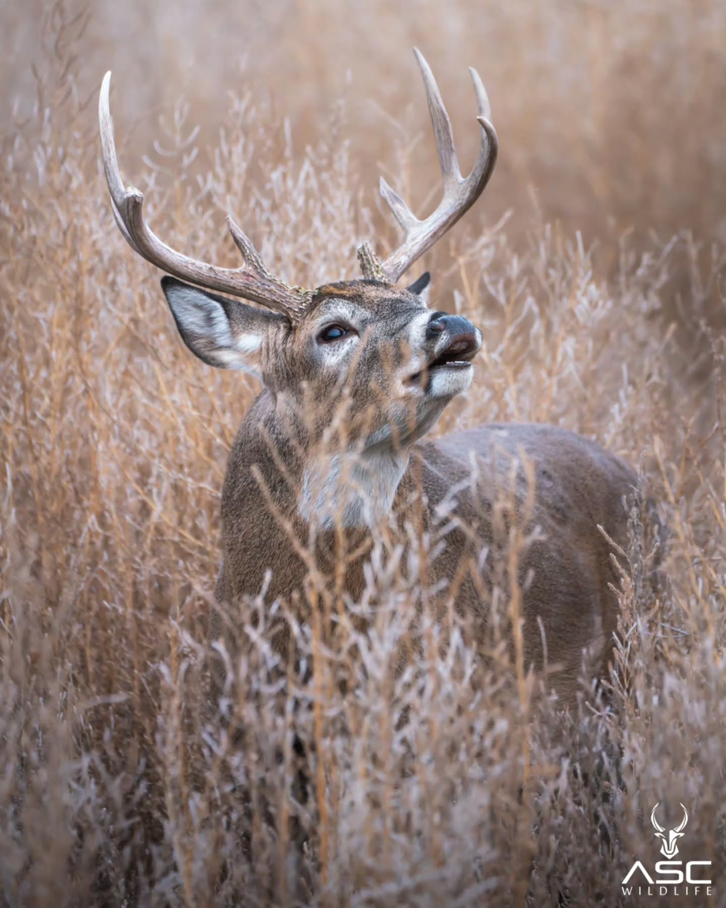 Here's another image from this bucks lip curl action. He stood in place and posed several times. He only had one thing on his mind.
Photography by @ascwildlife
.
.
.
#wildlifephotography #whitetail#buck #rut #colorado