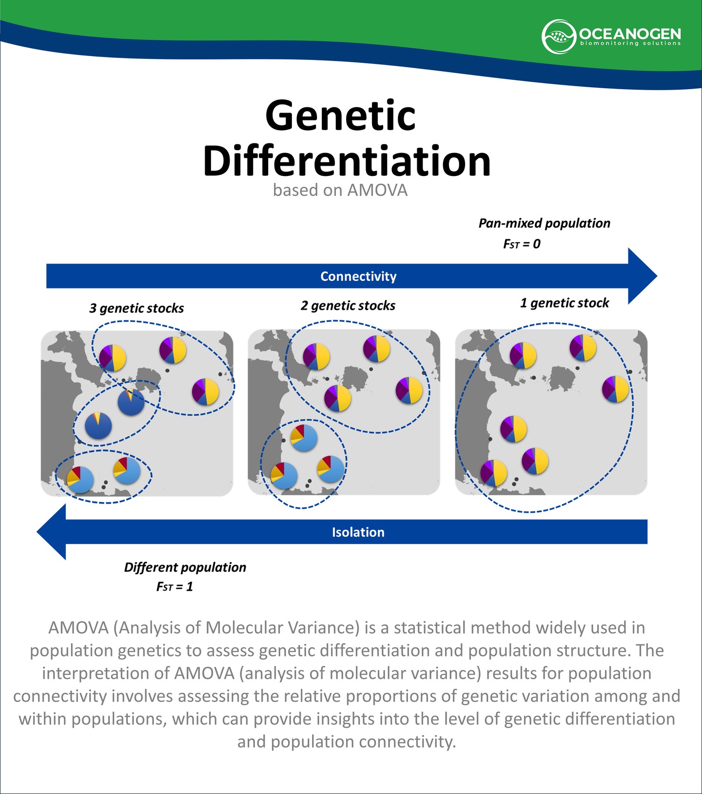Oceanoshare #5
Genetic differentiation refers to the process by which genetic variation accumulates among populations over time, leading to the formation of distinct genetic groups. This process can occur due to various factors, including natural selection, genetic drift, and limited gene flow between populations. Genetic differentiation can be measured using various statistical methods, such as F-statistics, which are derived from the analysis of molecular variance (AMOVA)
AMOVA is a useful tool for analyzing population connectivity by decomposing genetic variation into among-populations, among-individuals within populations, and within-populations components.
When interpreting AMOVA results for population connectivity, the focus is on the variance components; a greater percentage of genetic variation among populations suggests a higher level of genetic differentiation, as indicated by FST.
It's also important to consider the biological context and other supporting evidence when interpreting AMOVA results.
Sharing for more info & tips.
—
Website oceanogen.com
Email contact@oceanogen.com
Instagram @oceanogen