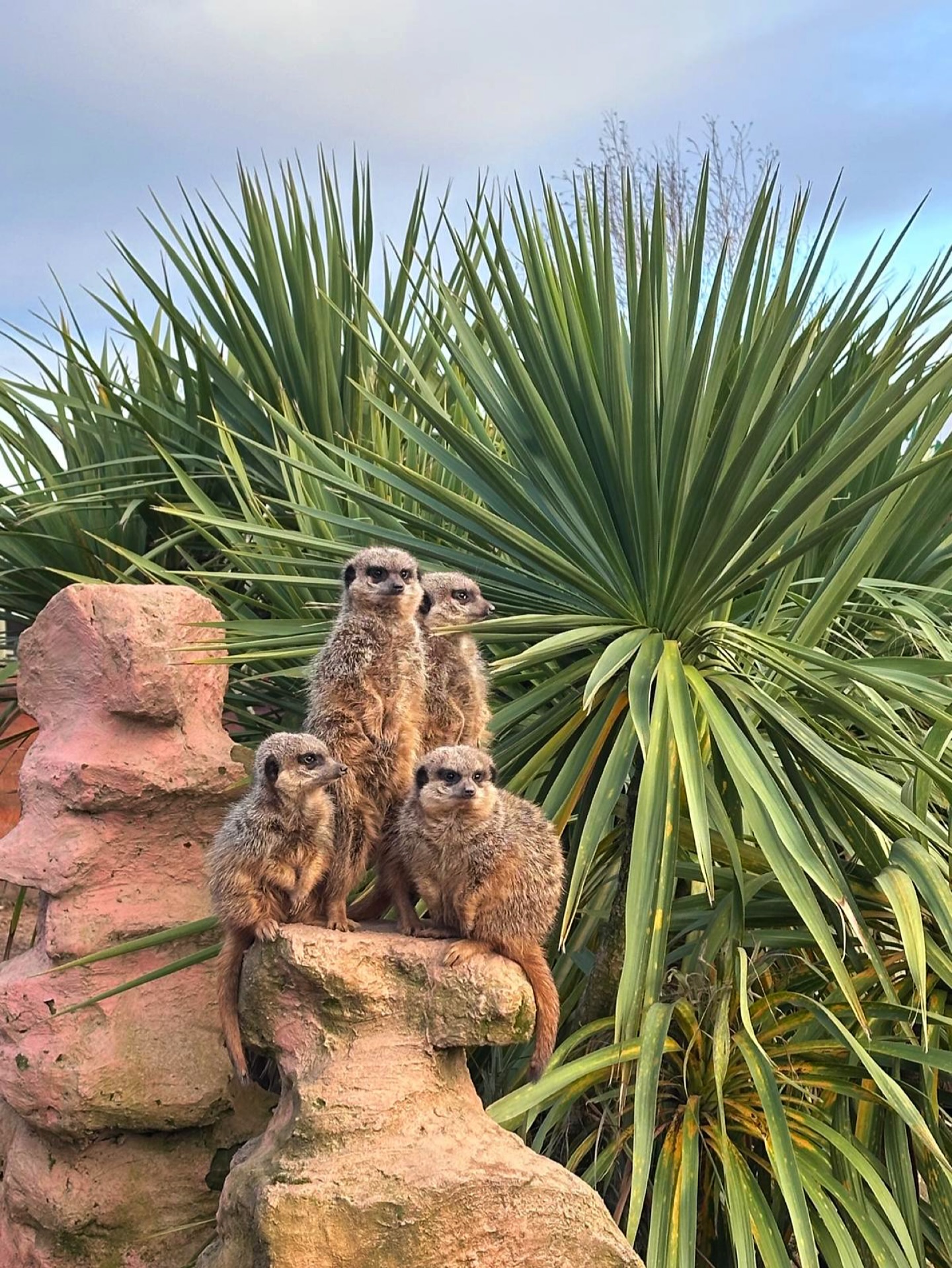 ๐ธ Keeper cam caught this mob waiting for their lunch today! โบ๏ธ #meerkats #cute #animals
