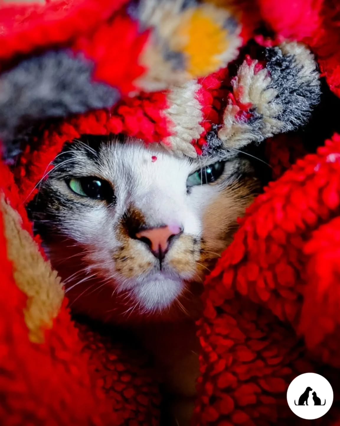 Liebevolle Katzenbetreuung bei Ihnen zuhause. Zuverlässig und ganz nach dem Rhythmus Ihrer Samtpfote.
#betreuungmit❤️ #katzenbetreuung #emmastierwelt