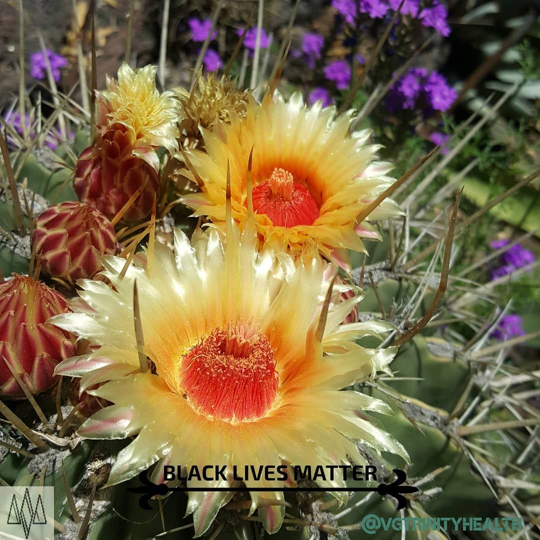 #Nature is #healing. Connecting to the bounty to restore and regulate.
.
.
.
#mentalhealth #therapy #awareness #stress #ptsd #trauma #anxiety #depression #mind #body #spirit #somaticexperiencing #health #recovery #gratitude #mindfulness #action #nostigma #free #hope #help #open #connection #trust #peace #awareness #succulents