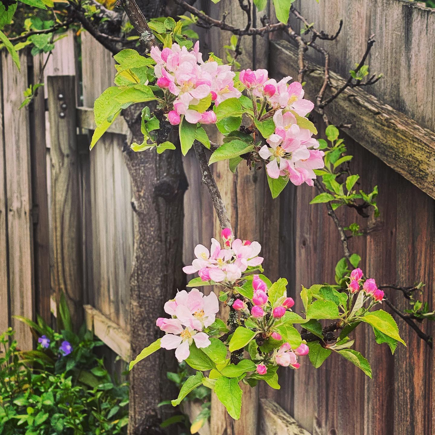 The promise of #spring against our rustic old fence is more than enough to brighten this drizzly #adelaidehills day 🌸💖💗💕 so too is that first sip of our inimitable #Belgian #hotchocolate … ♥️🍫☕️